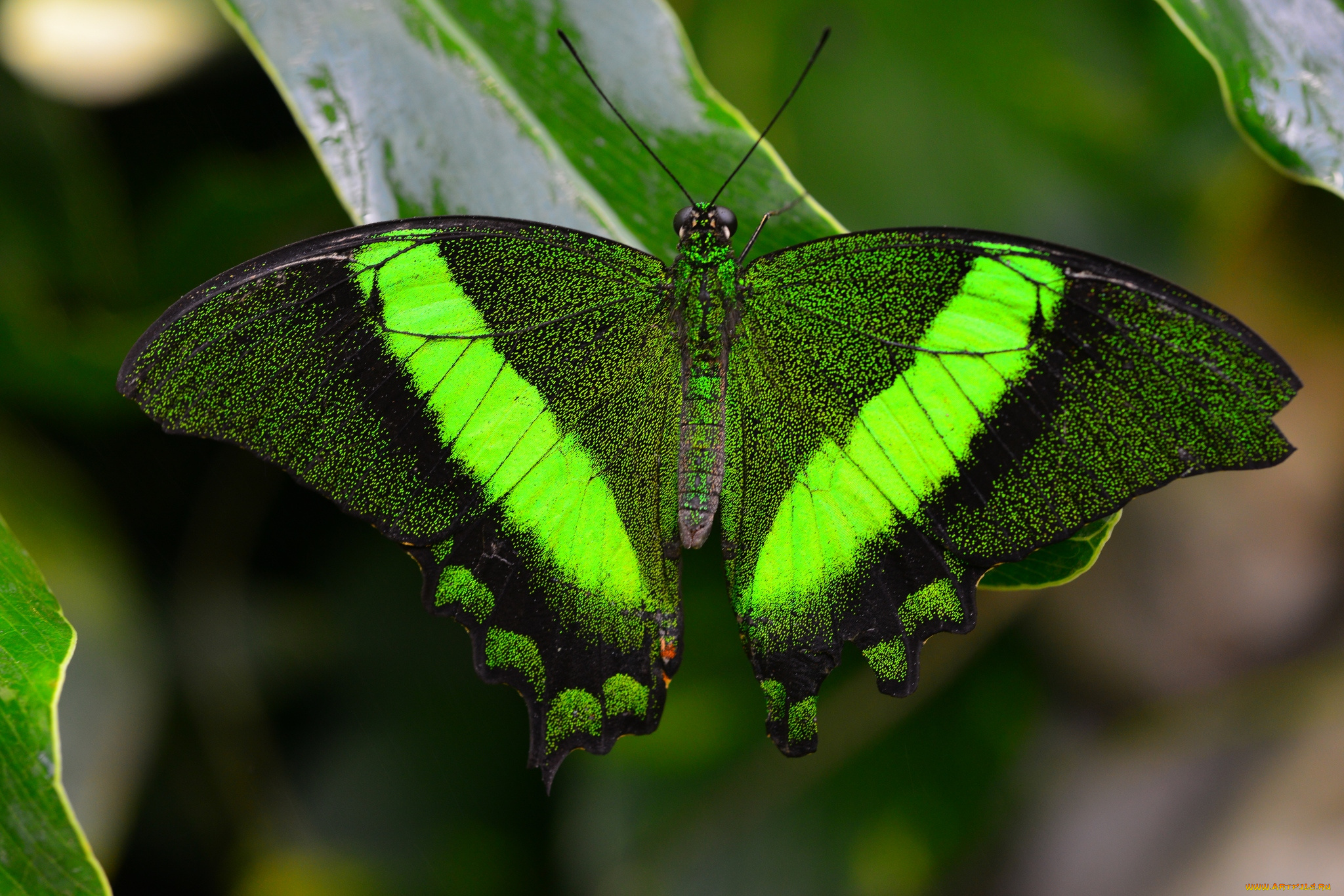 животные, бабочки, крылья, зеленый