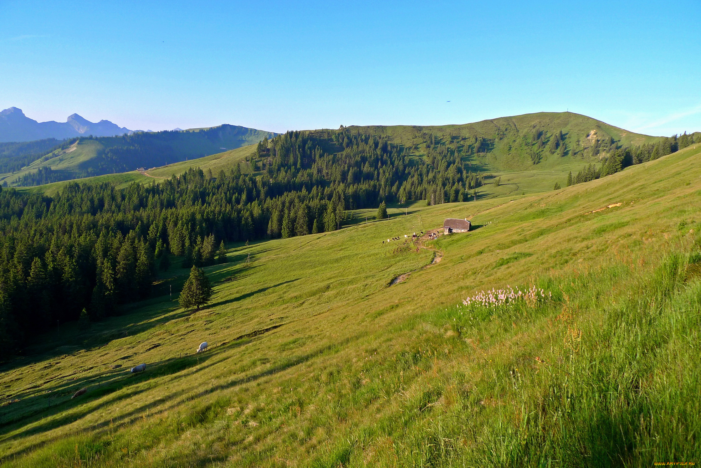 switzerland, природа, луга