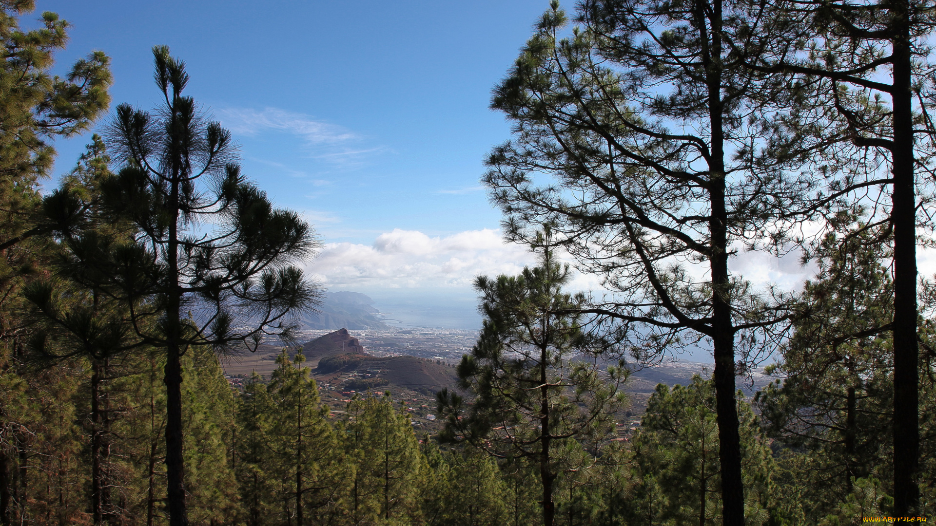 tenerife, spain, природа, деревья, море, пейзаж