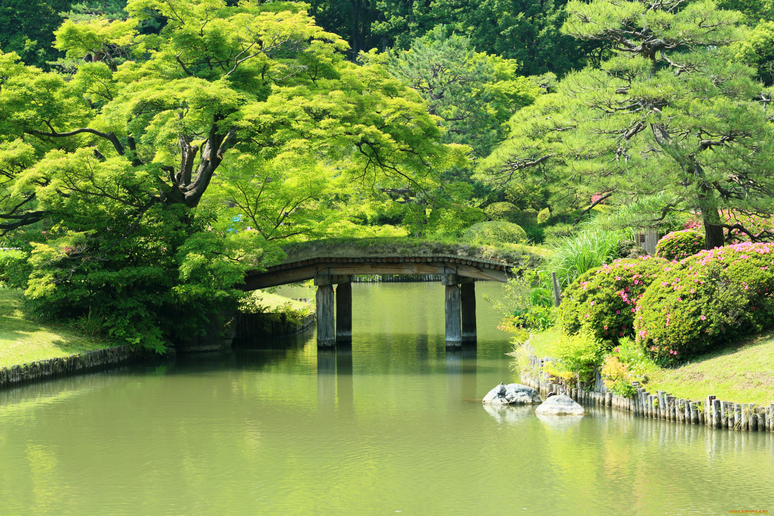 Япония, нарита, природа, парк, мостик, растения