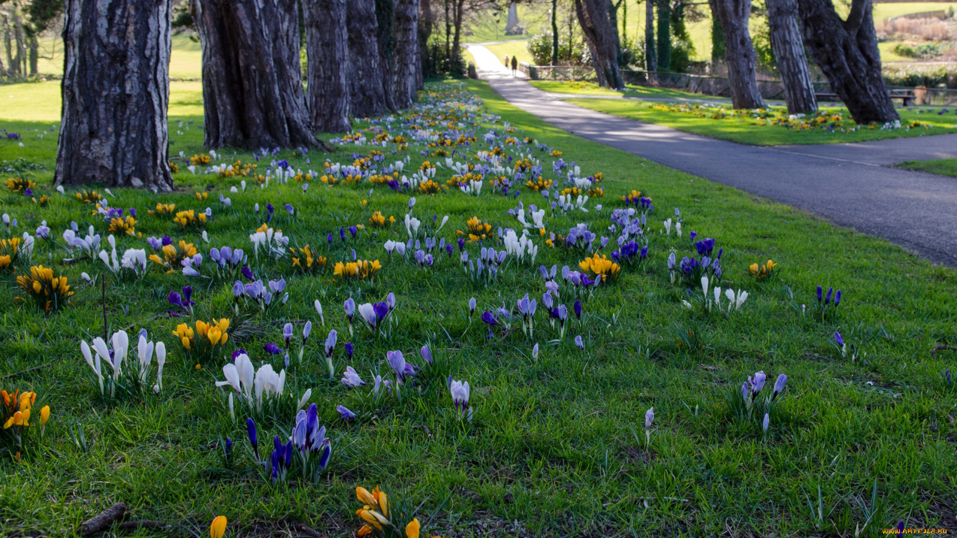 цветы, крокусы, дорожка, аллея, трава, cabinteely, park, ирландия, деревья, парк, dublin