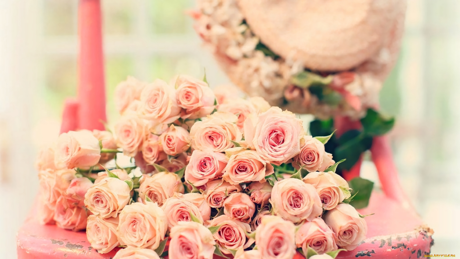 цветы, розы, бутоны