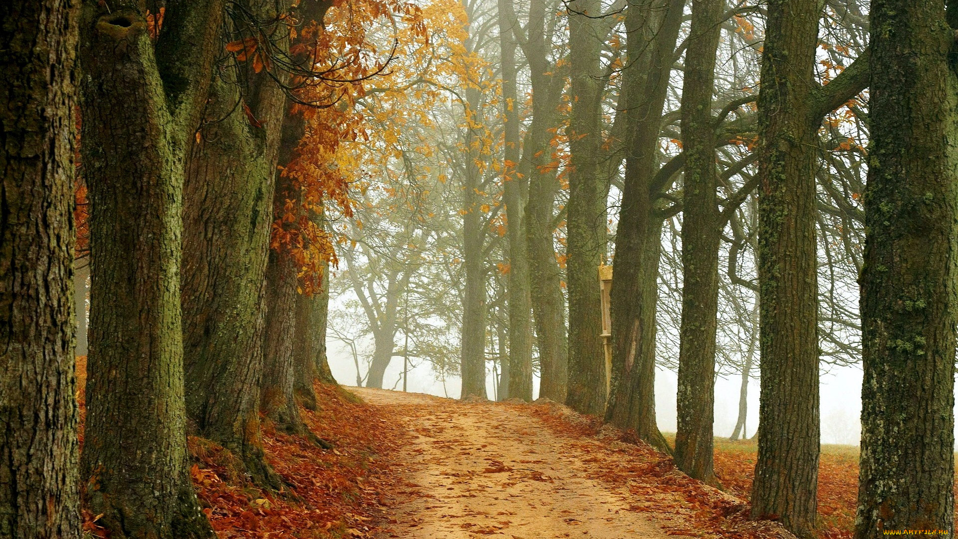 природа, дороги, деревья, дорога, осень, листопад
