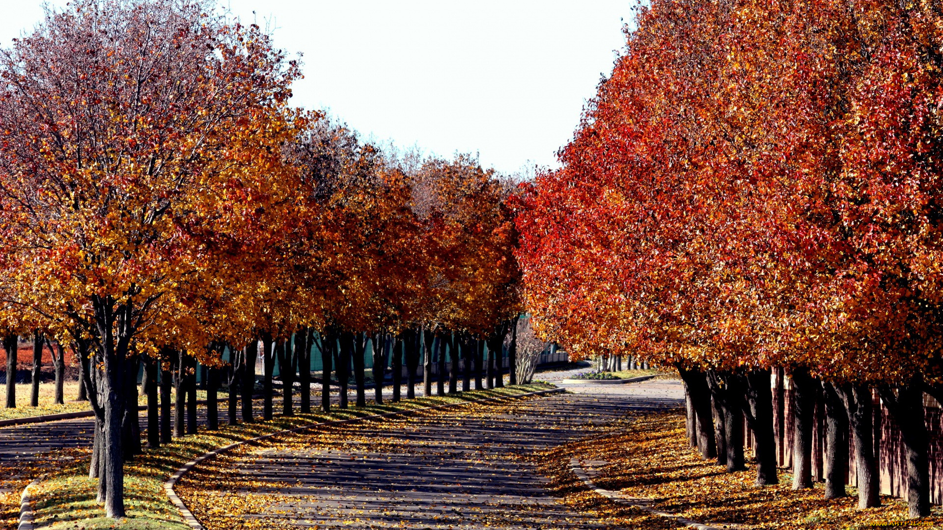 природа, дороги, осень, дорога, листопад