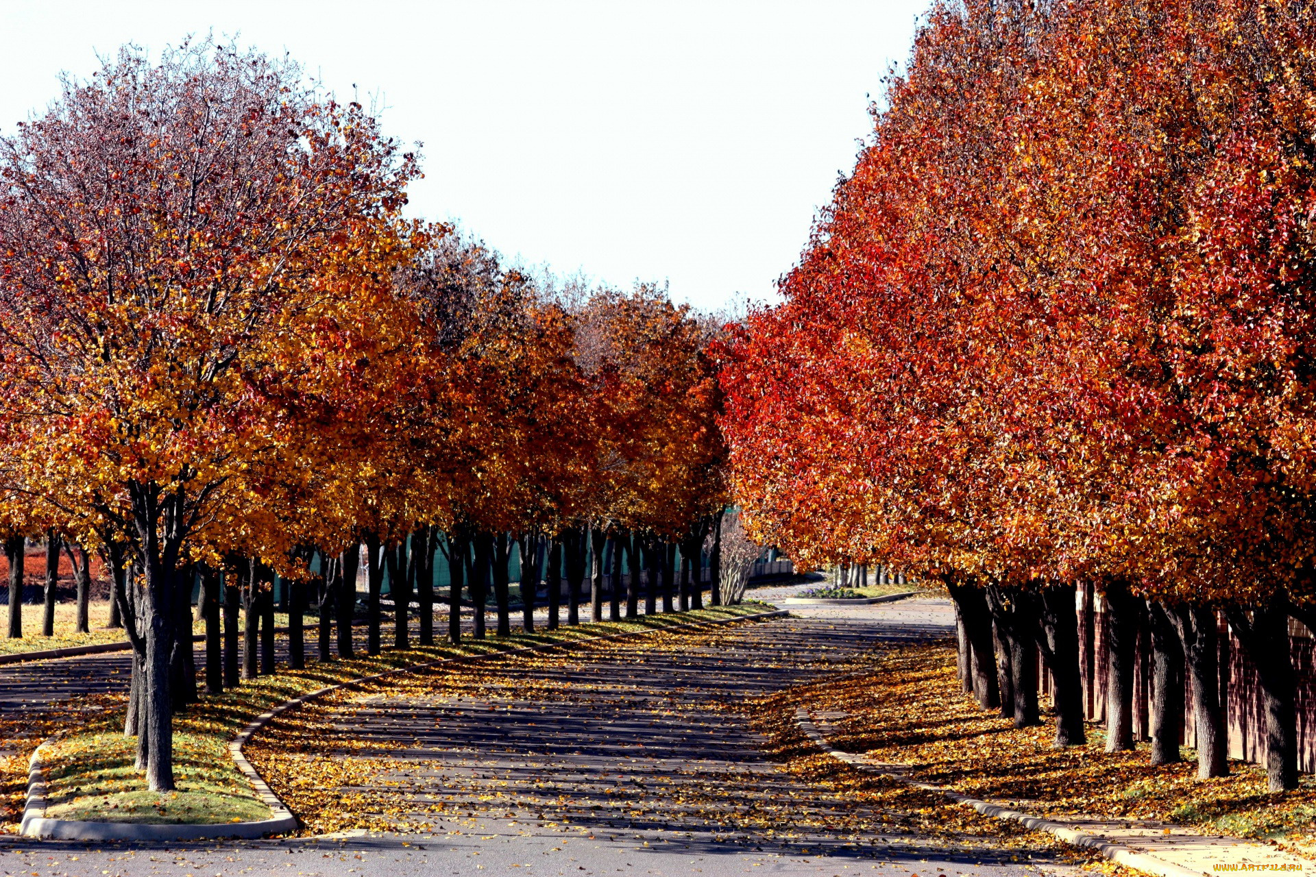 природа, дороги, осень, дорога, листопад