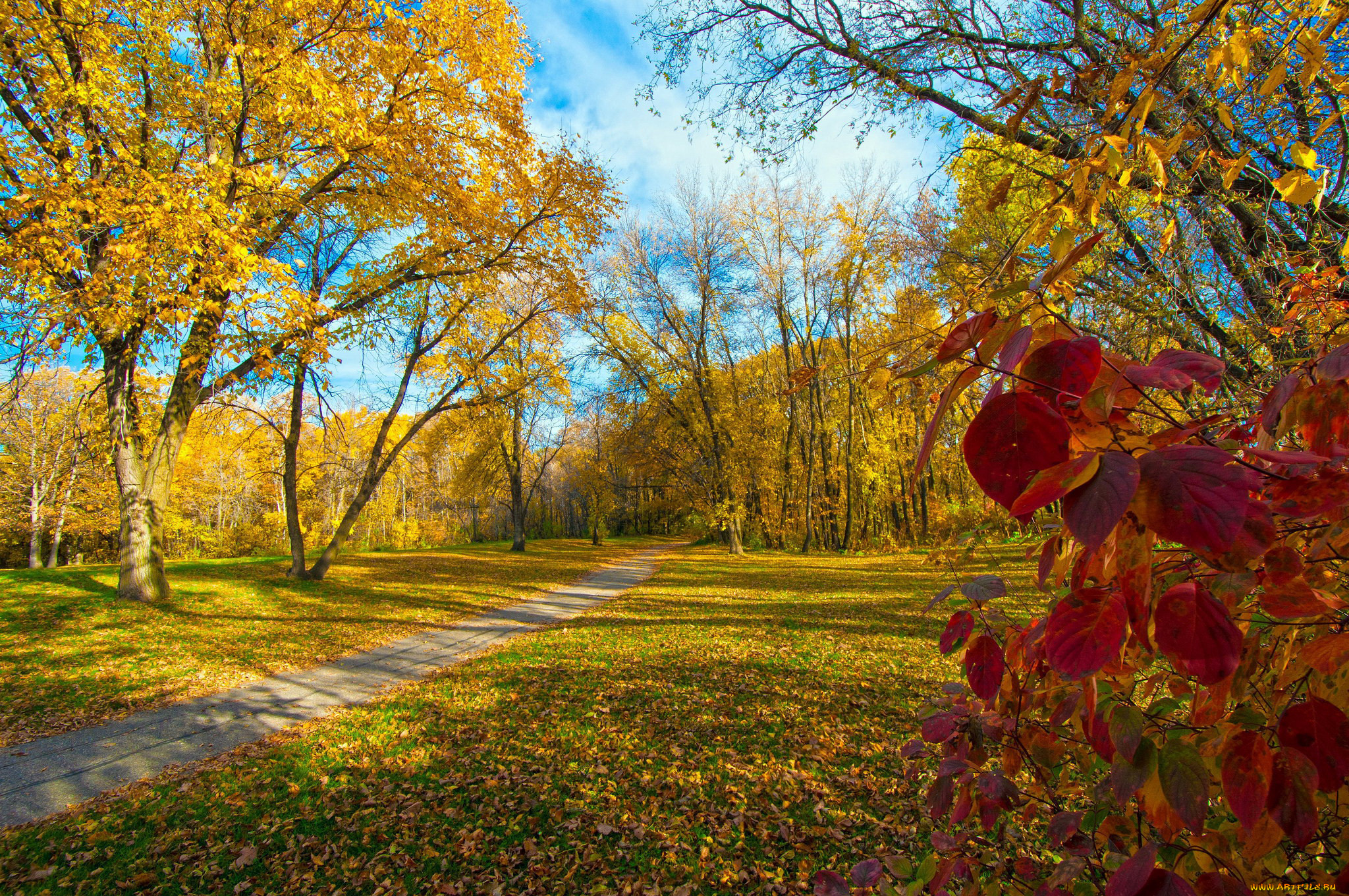природа, парк, аллея, осень, листопад