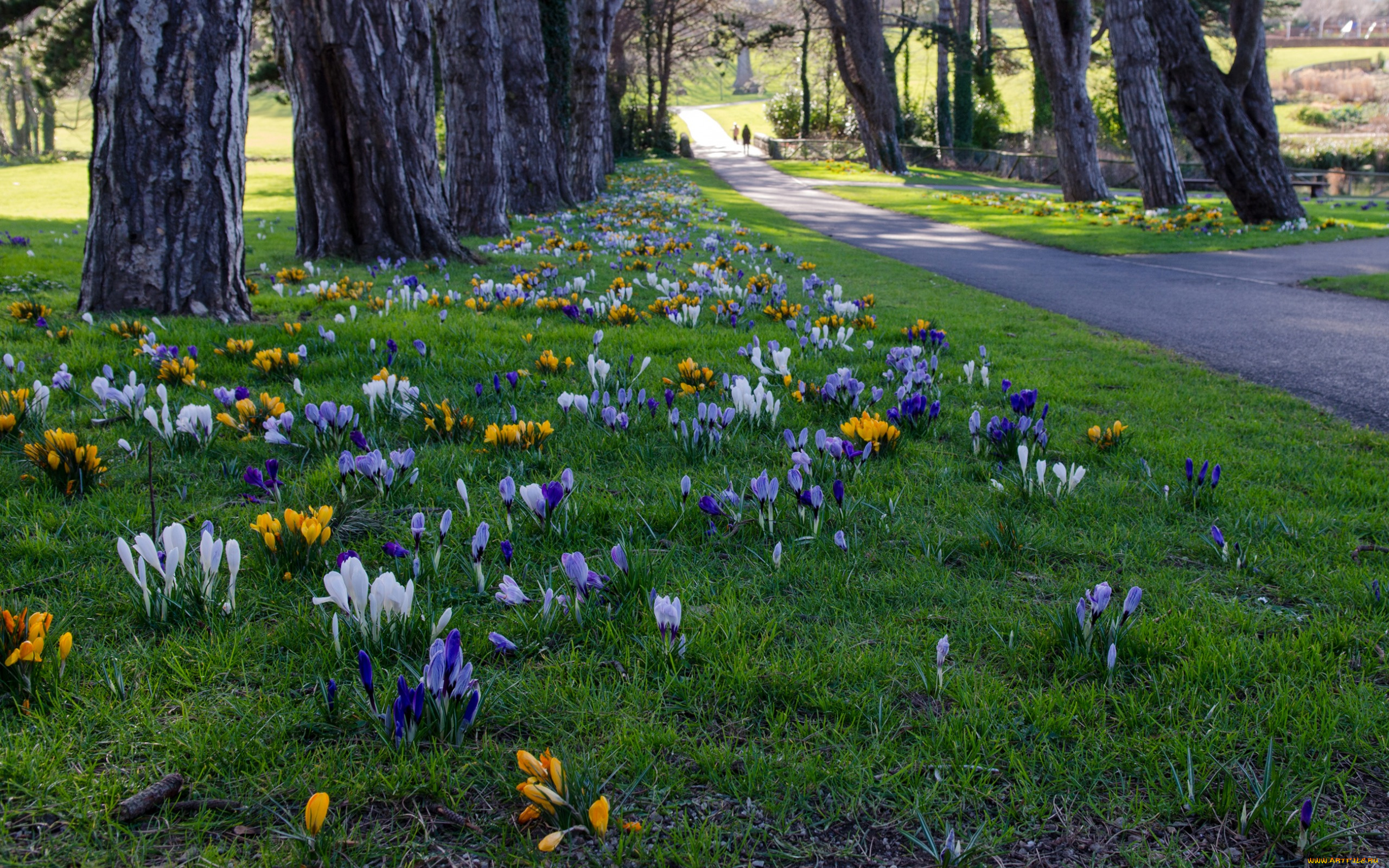 цветы, крокусы, дорожка, аллея, трава, cabinteely, park, ирландия, деревья, парк, dublin