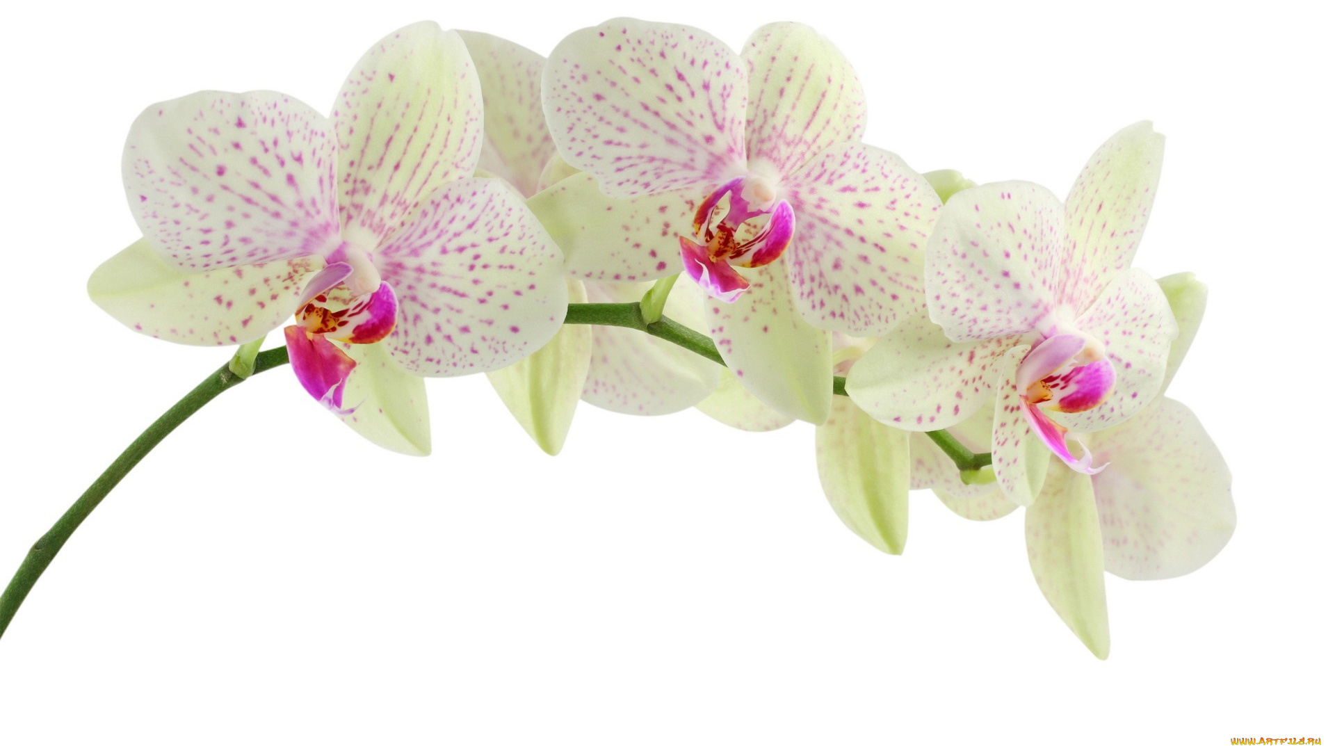 цветы, орхидеи, орхидея, фаленопсис
