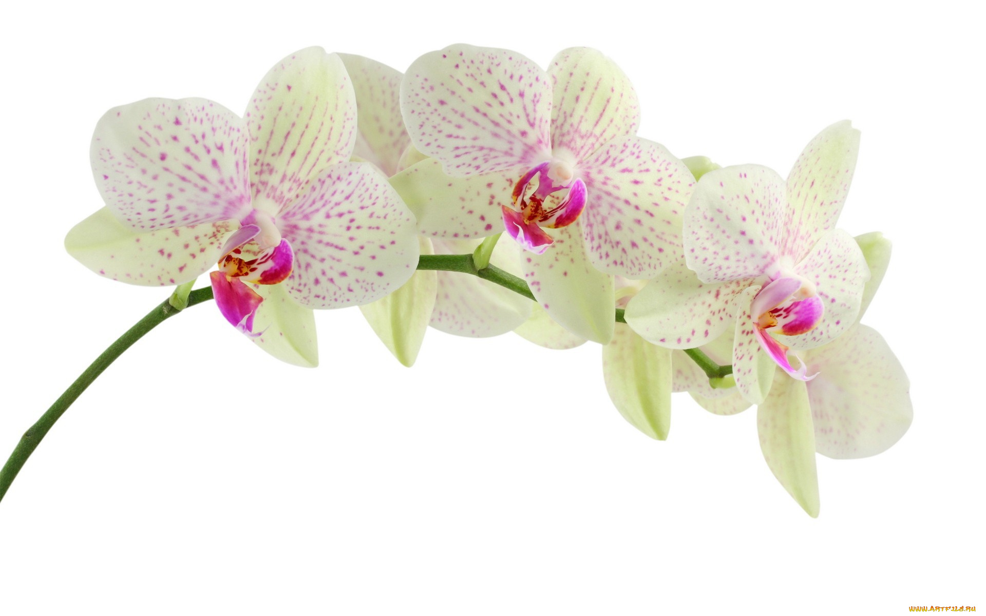 цветы, орхидеи, орхидея, фаленопсис