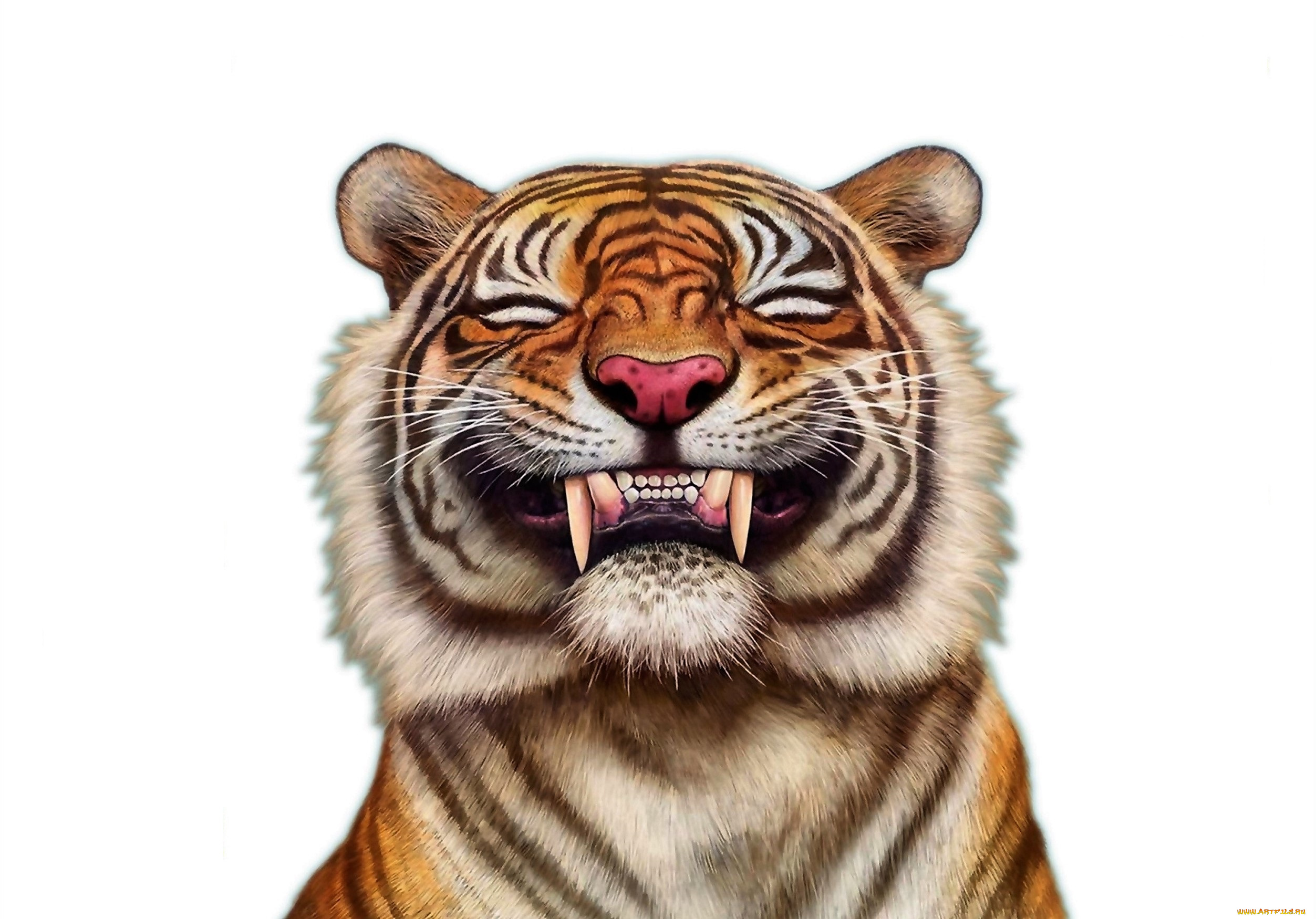 рисованное, животные, , тигры, тигр, клыки, улыбка
