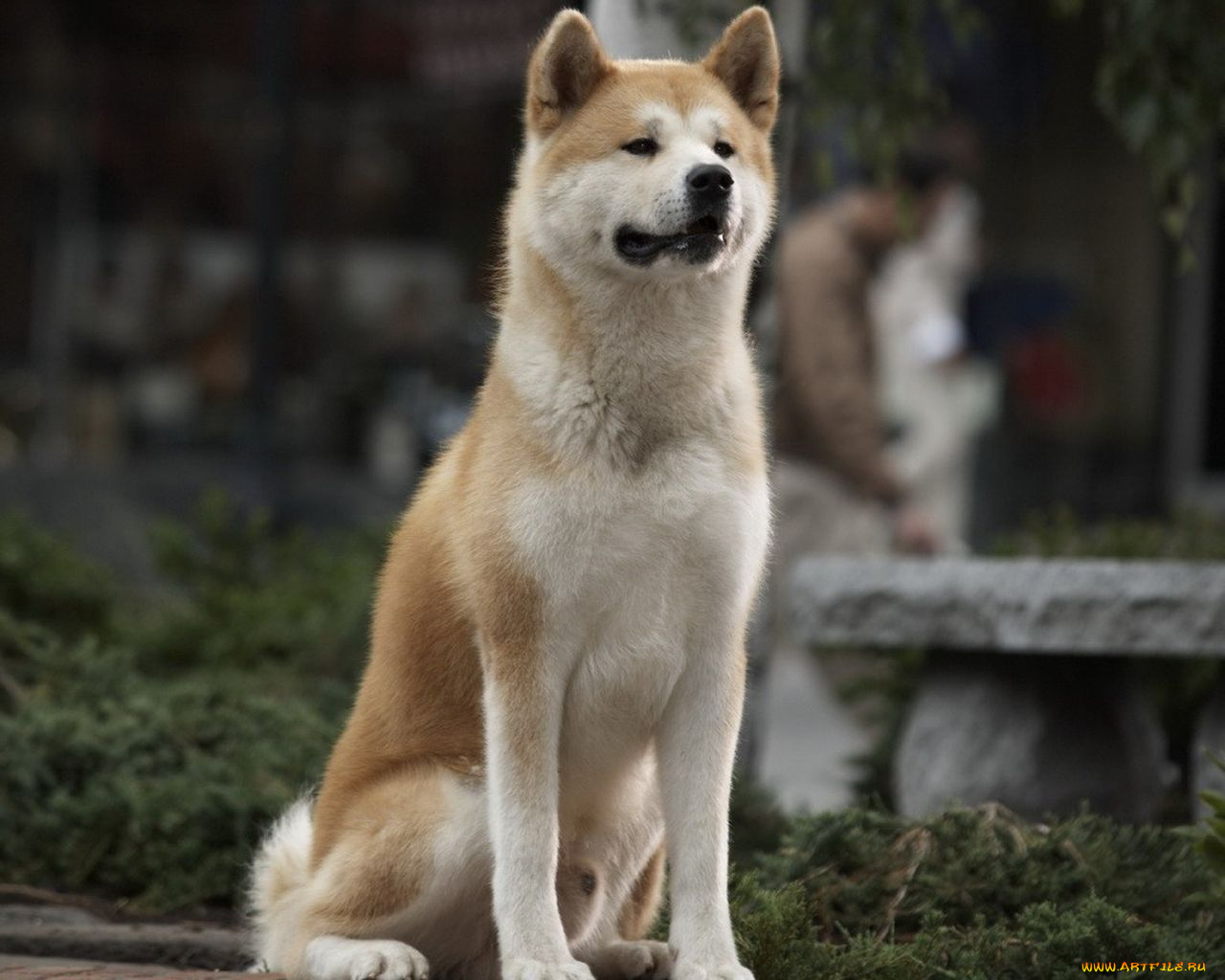 hachiko, dogs, story, кино, фильмы