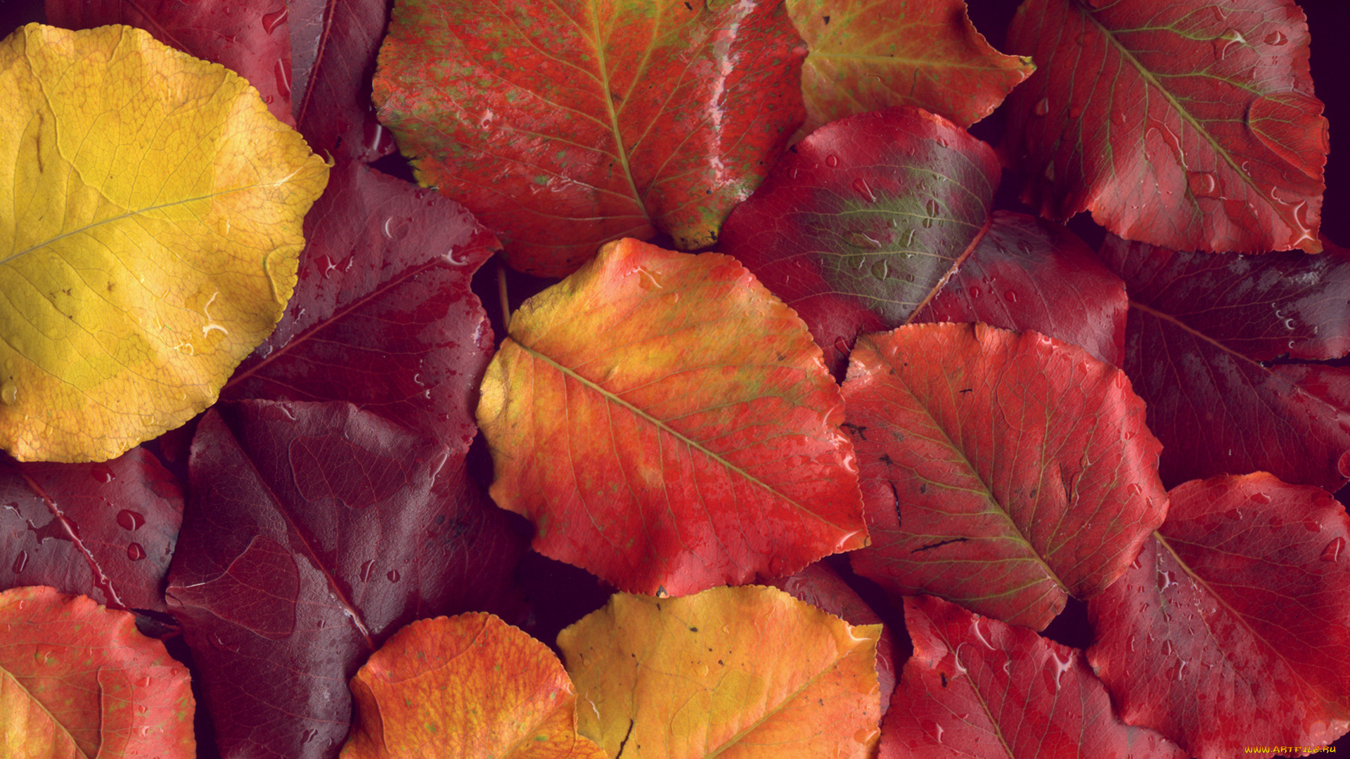 природа, листья, капли, осень, опавшие, красный, оранжевый, autumn