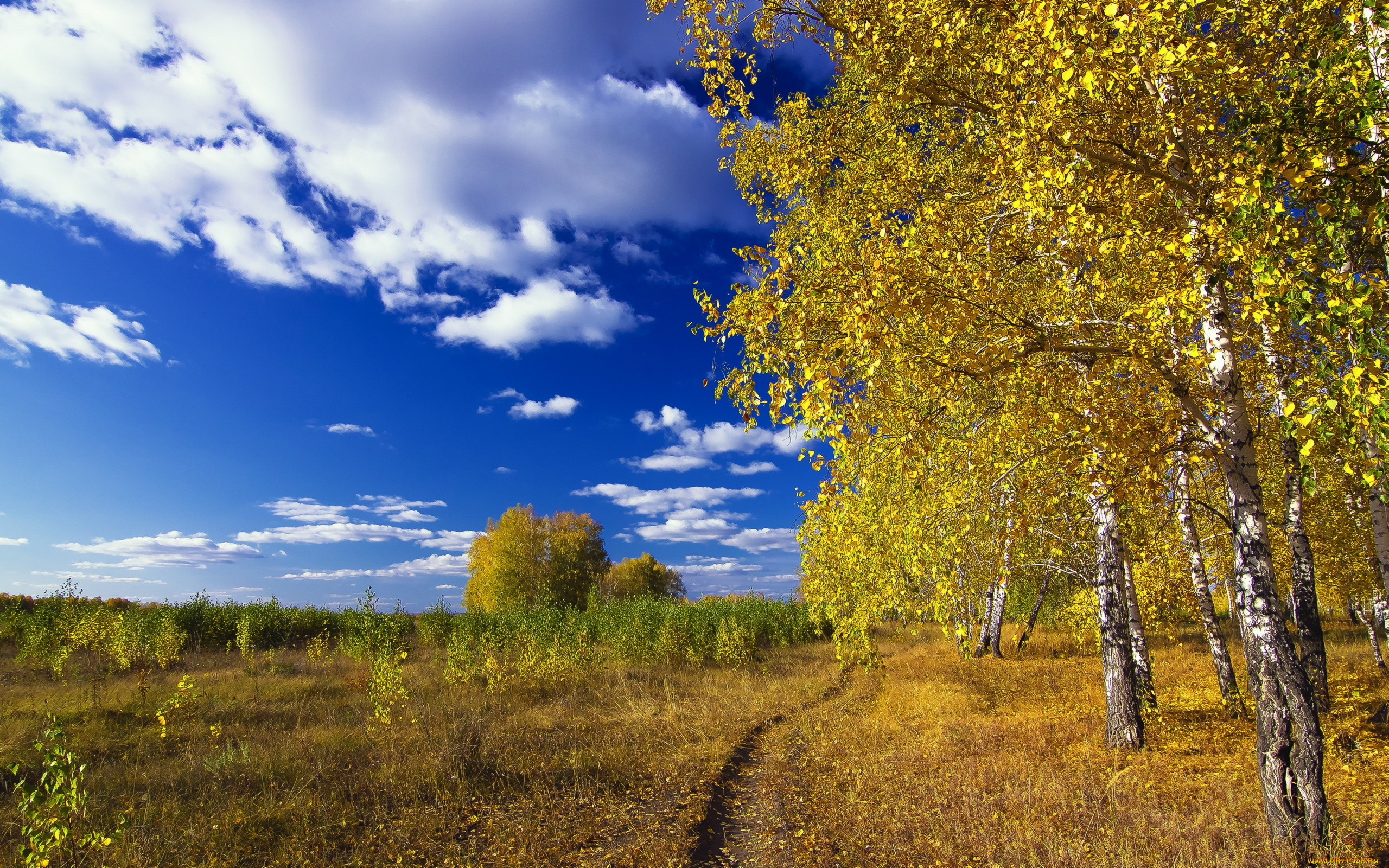 Родное небо. Пейзажи природы России. Природа поле березы. Природа ранняя осень. Ранняя осень поле.