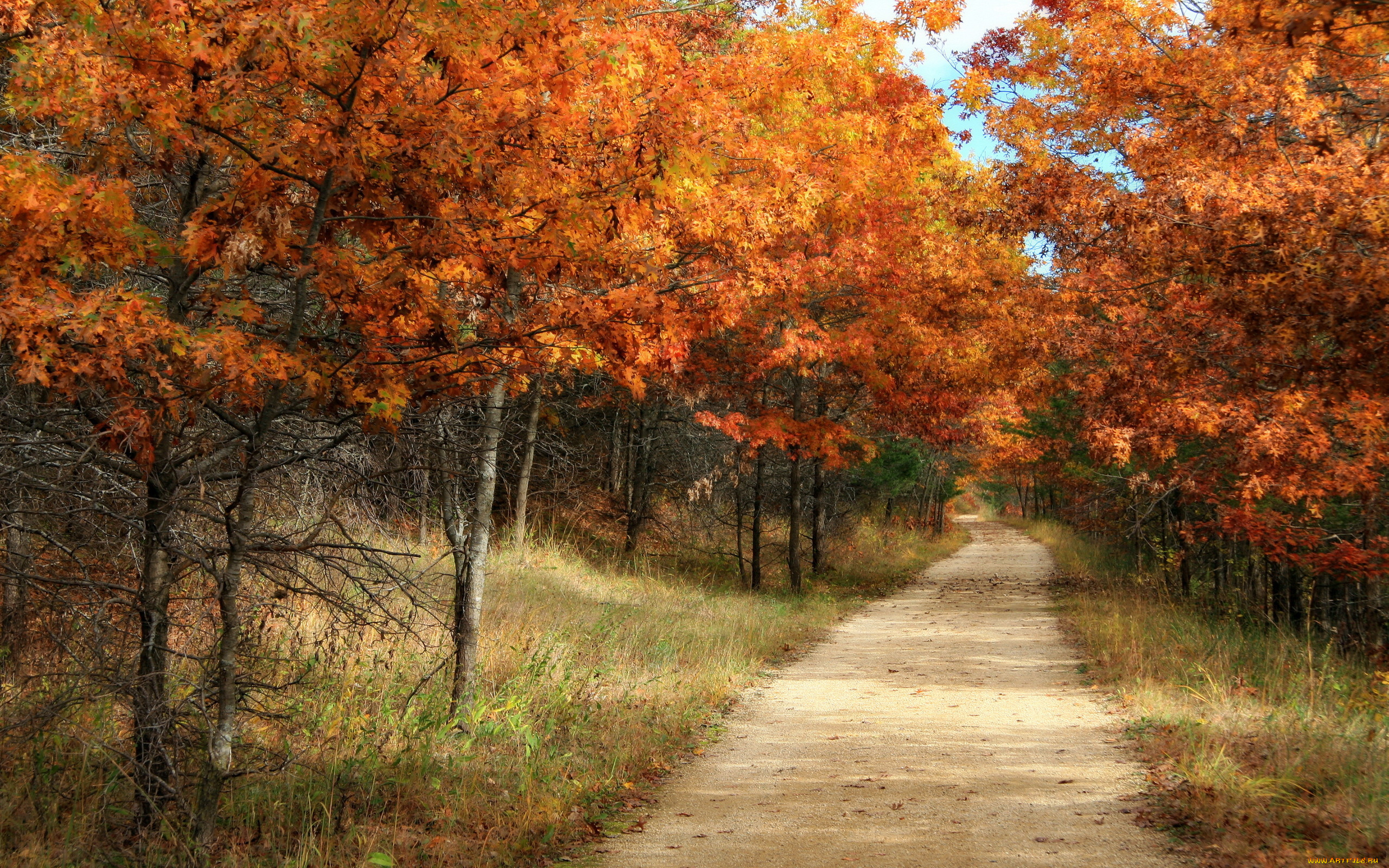 природа, дороги, деревья, лес, осень