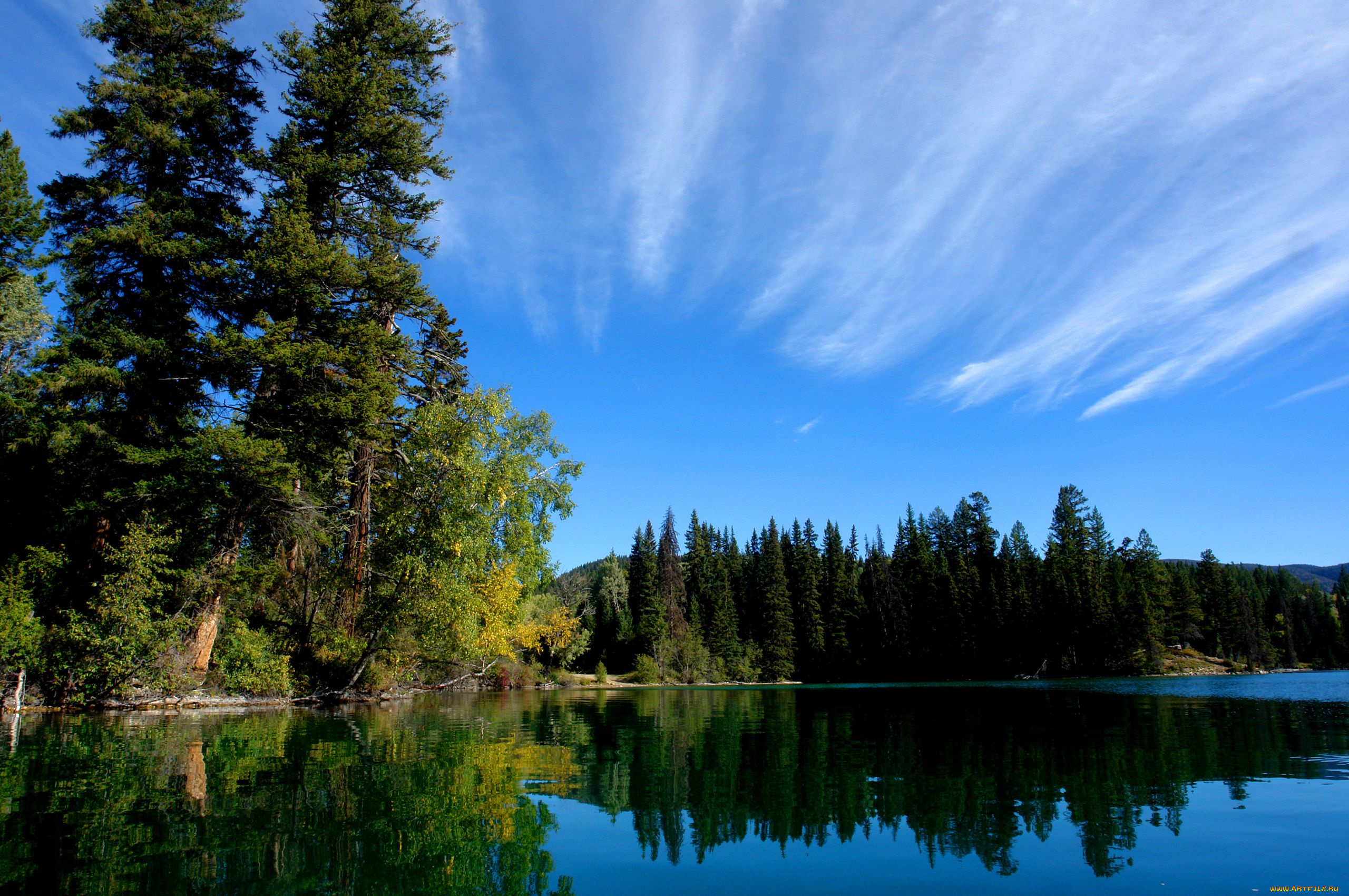Хвойное озеро. Лесное (озеро, Северная Америка). Хрюгский лес озеро. Озеро Форест. Бор Сосновый Лесное озеро.