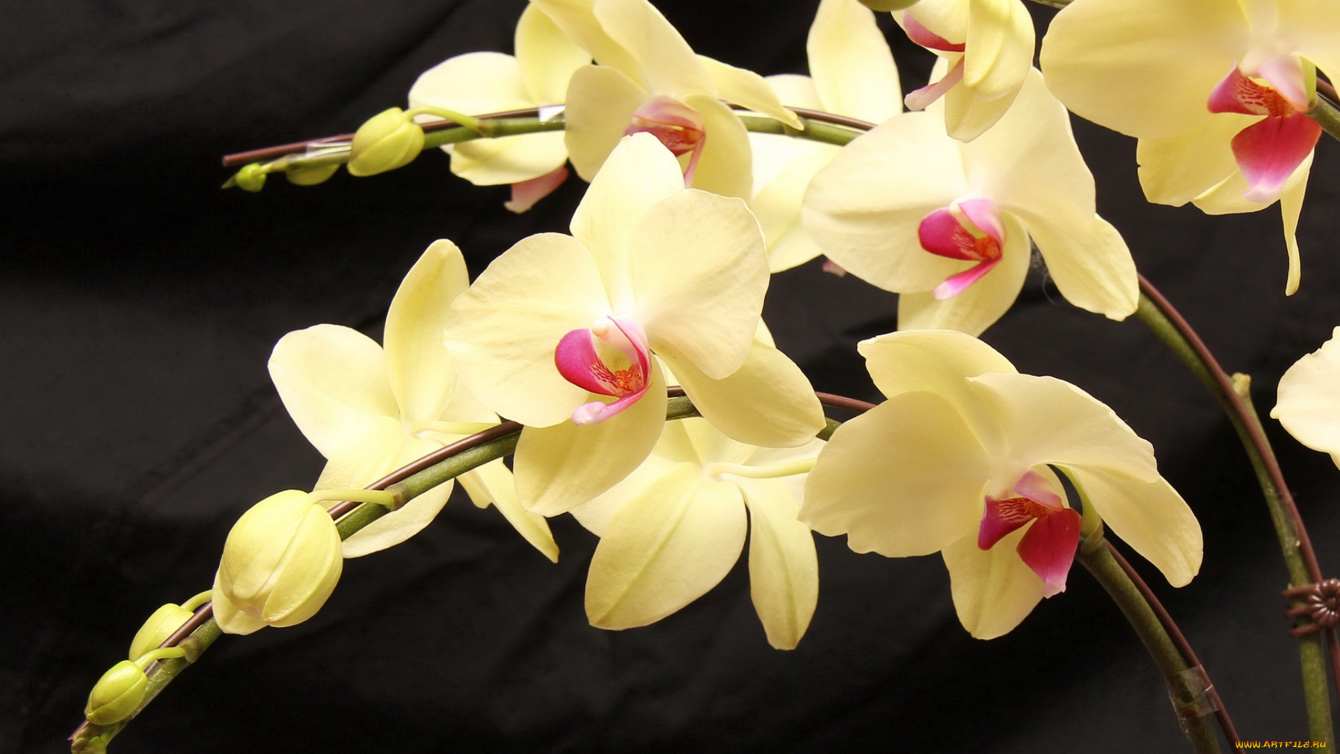 цветы, орхидеи, желтый, ветки