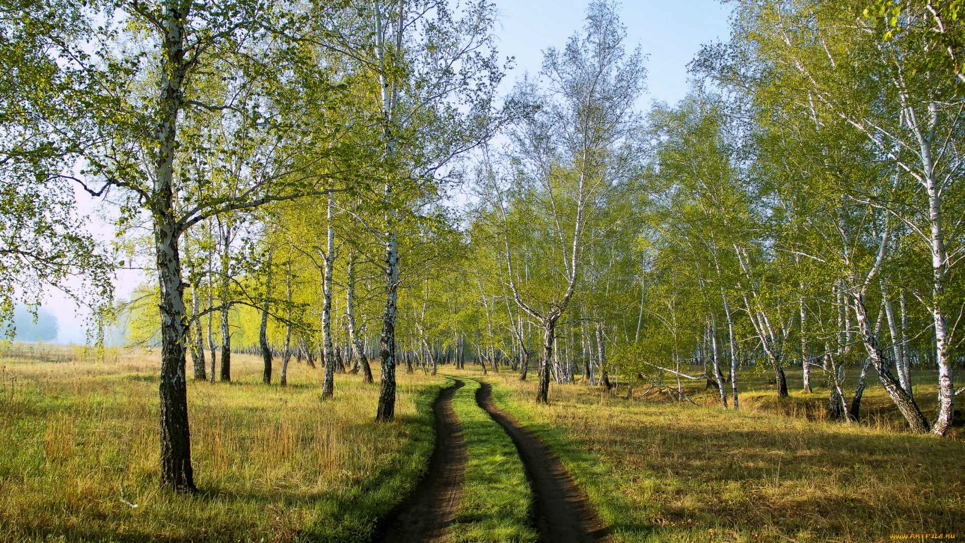 природа, дороги, лето, березы, дорога