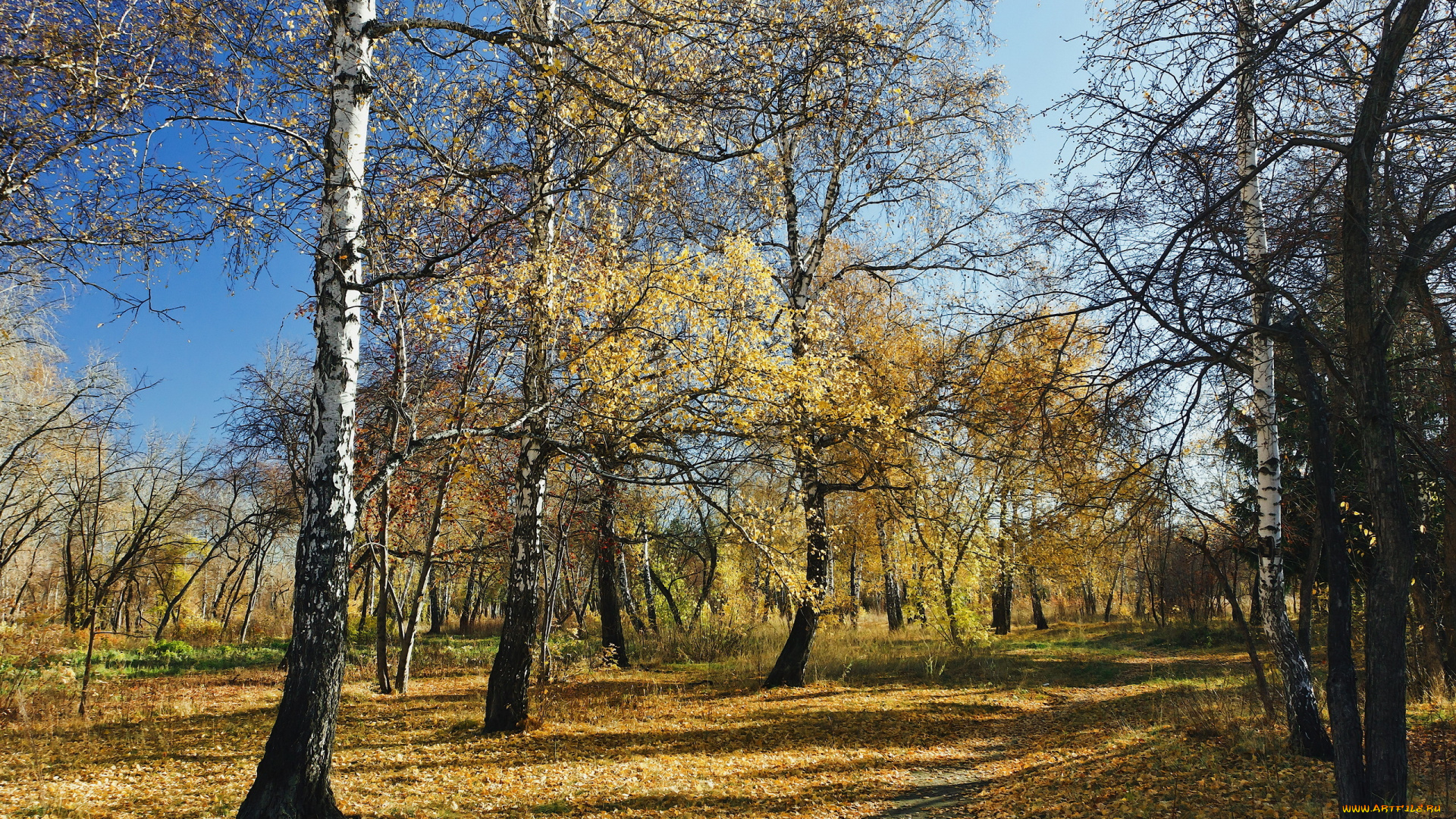 природа, лес, осень