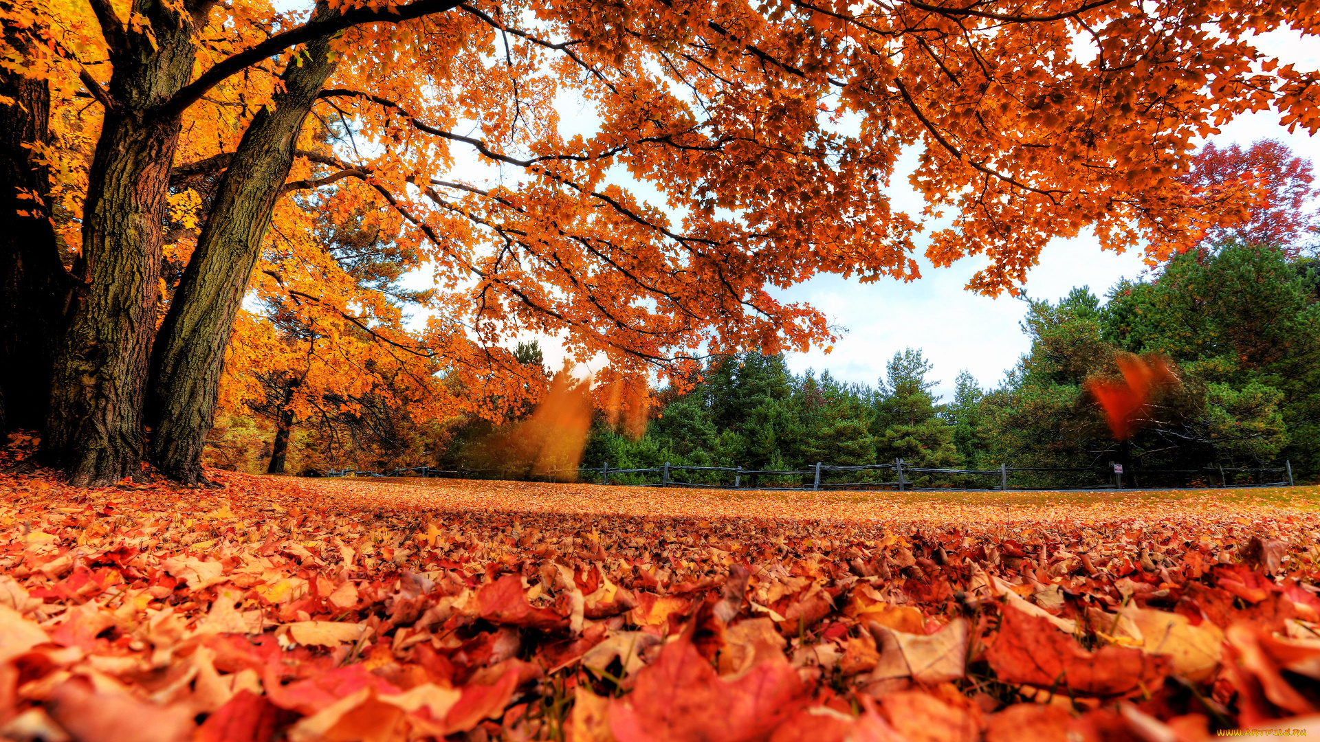 природа, листья, осень, деревья