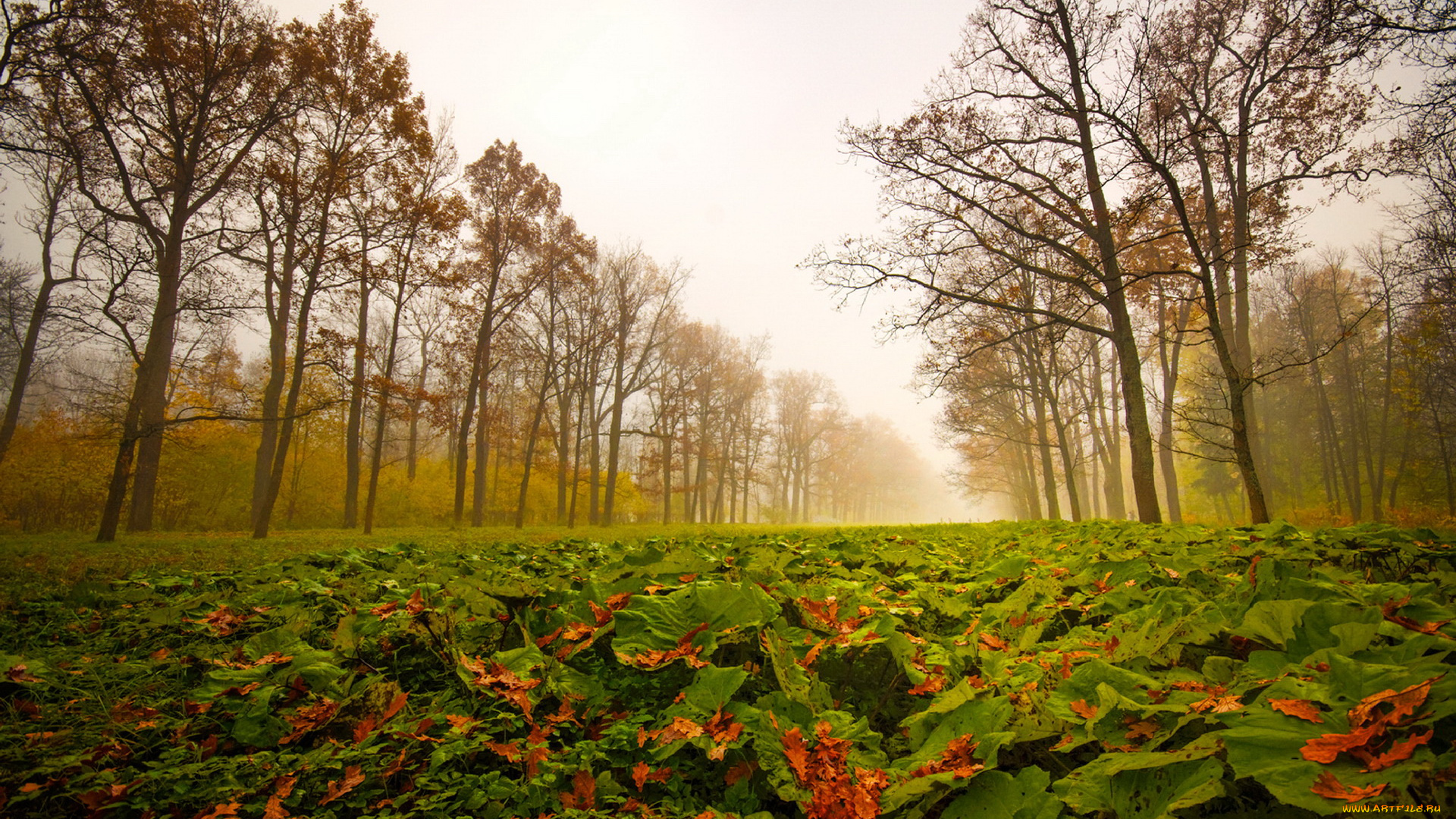природа, листья, осень, туман, деревья