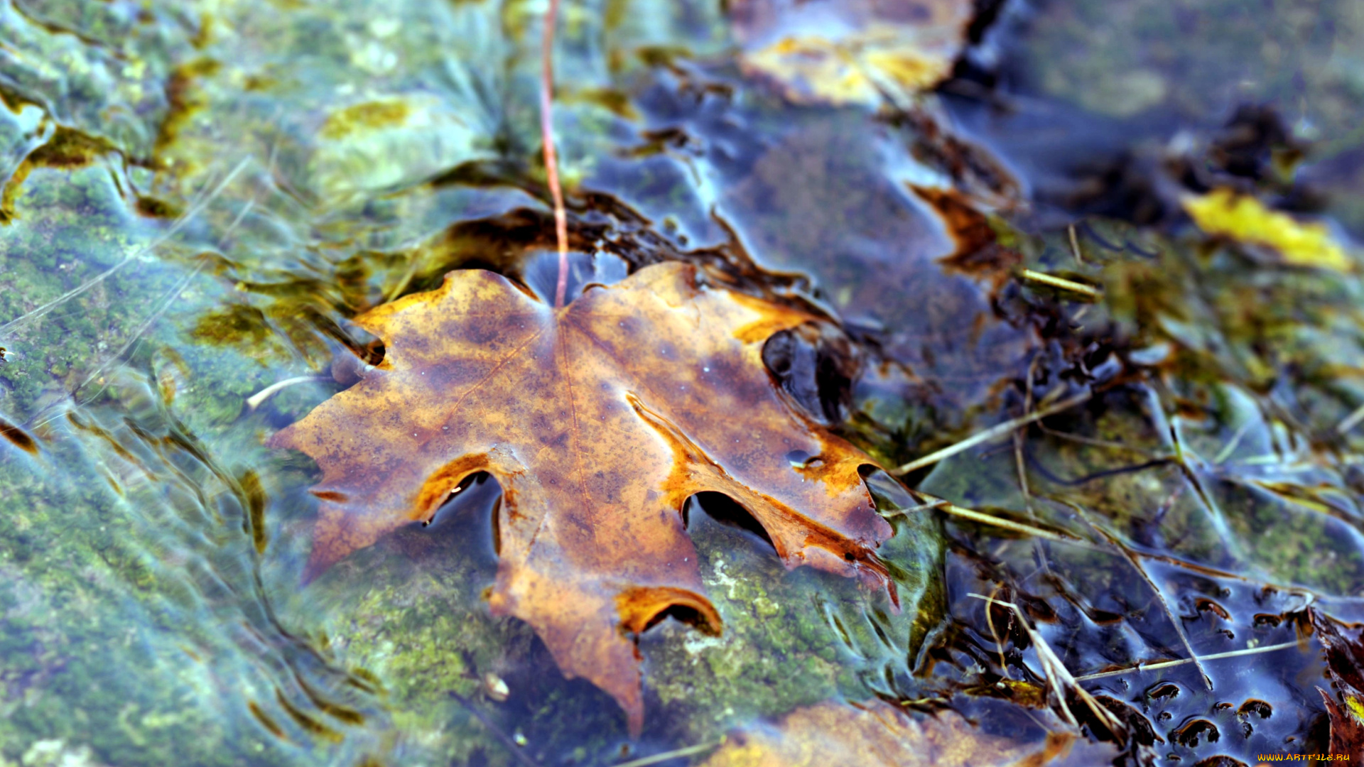 природа, листья, вода, осень, клен