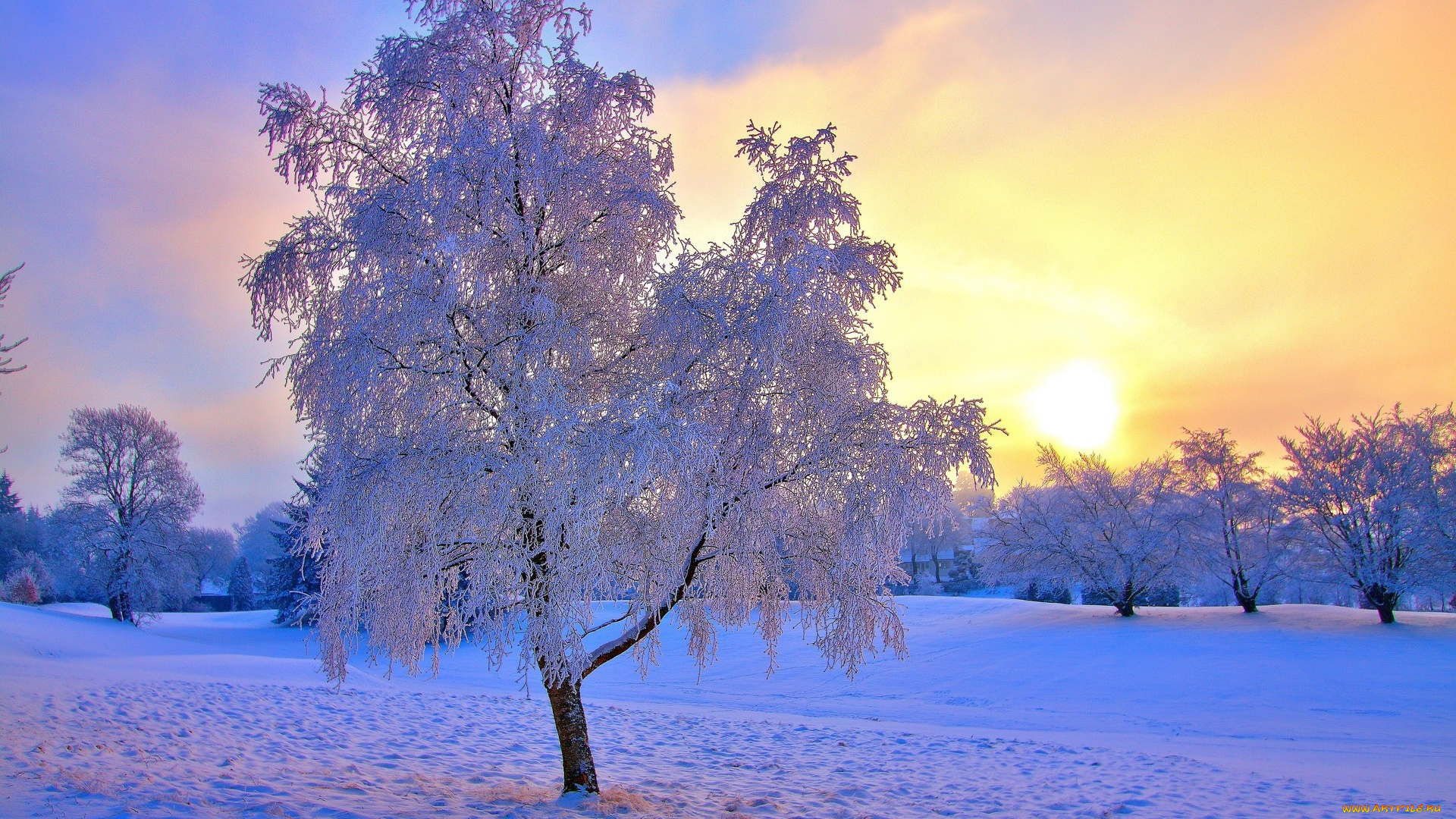 природа, зима, закат, иней, снег, деревья