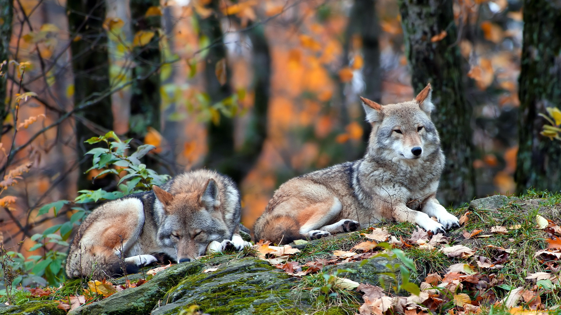 животные, волки, природа, лес, coyote