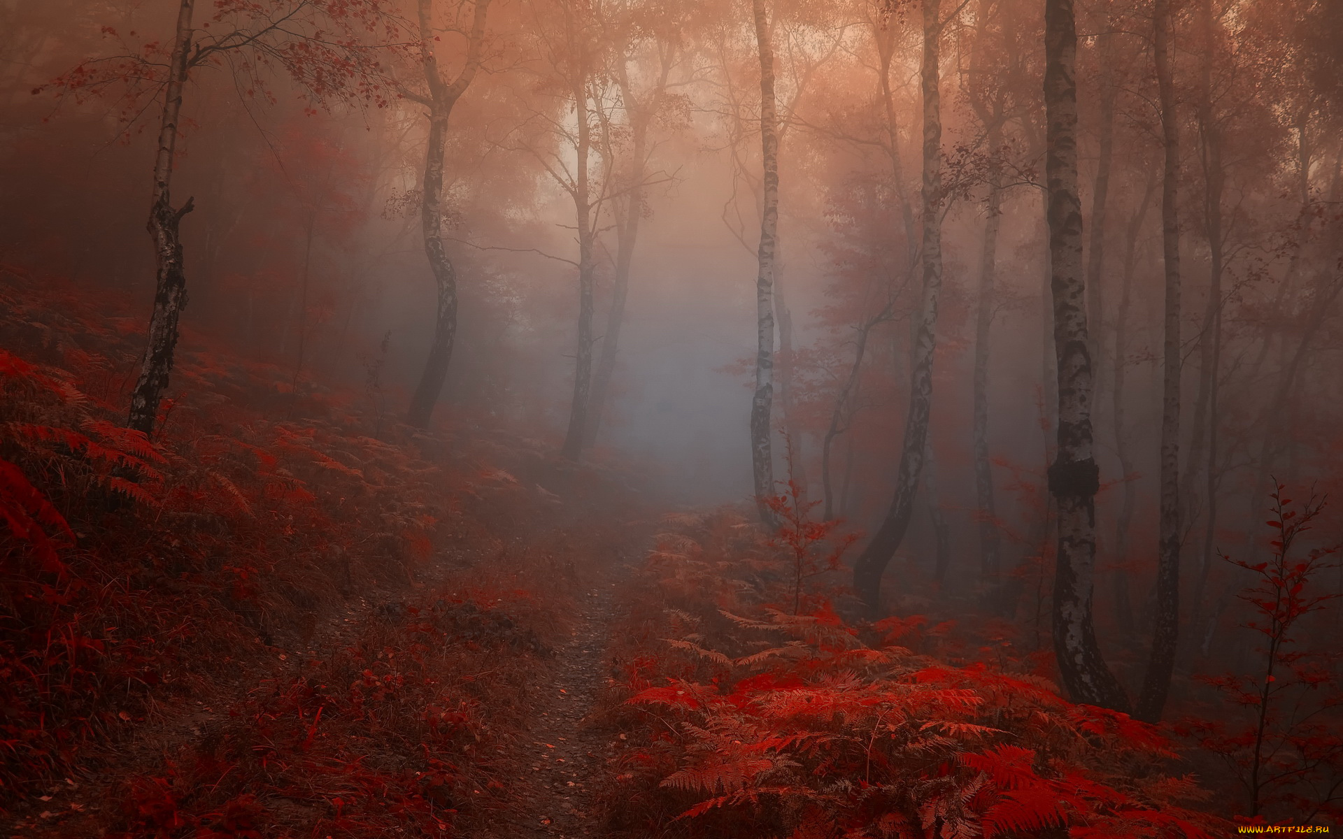 природа, лес, дорога, туман, рассвет, осень