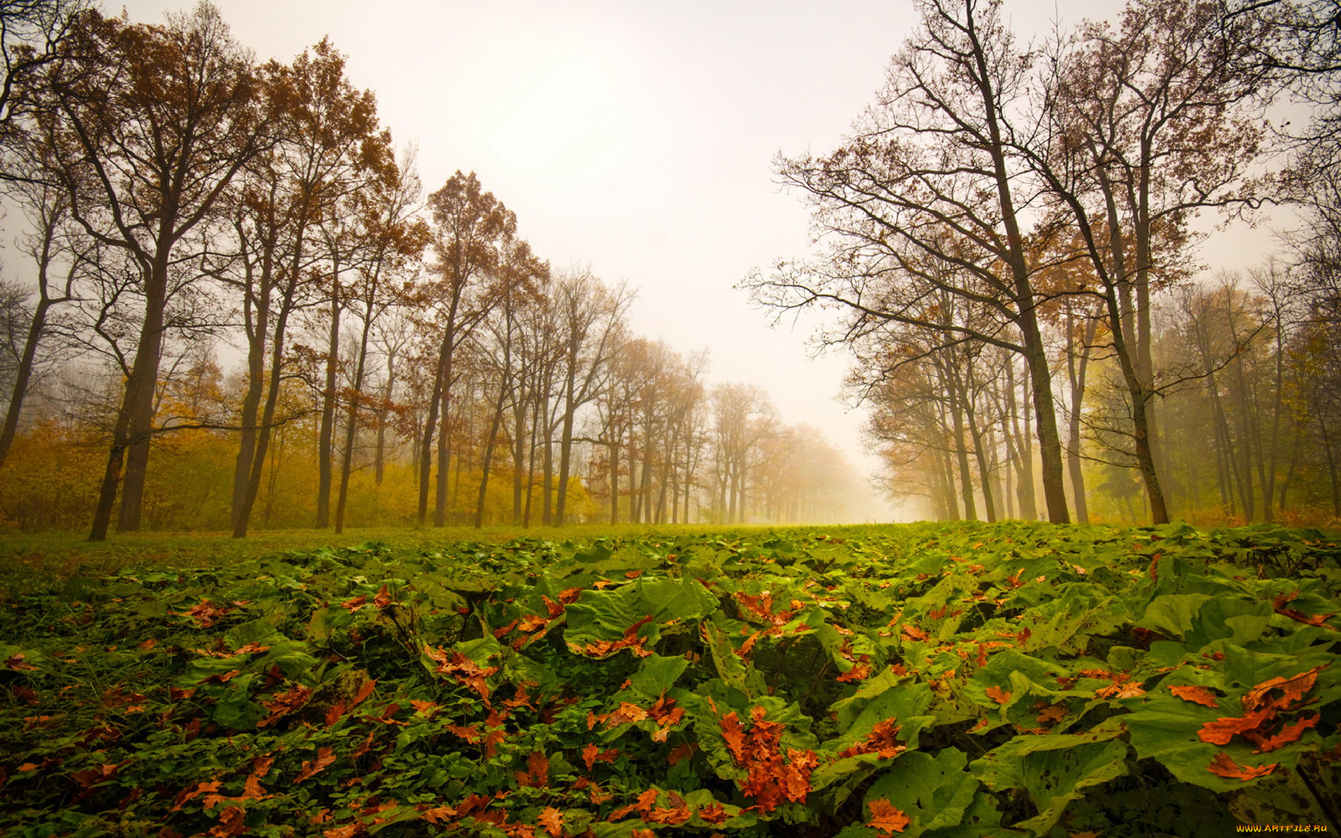 природа, листья, осень, туман, деревья