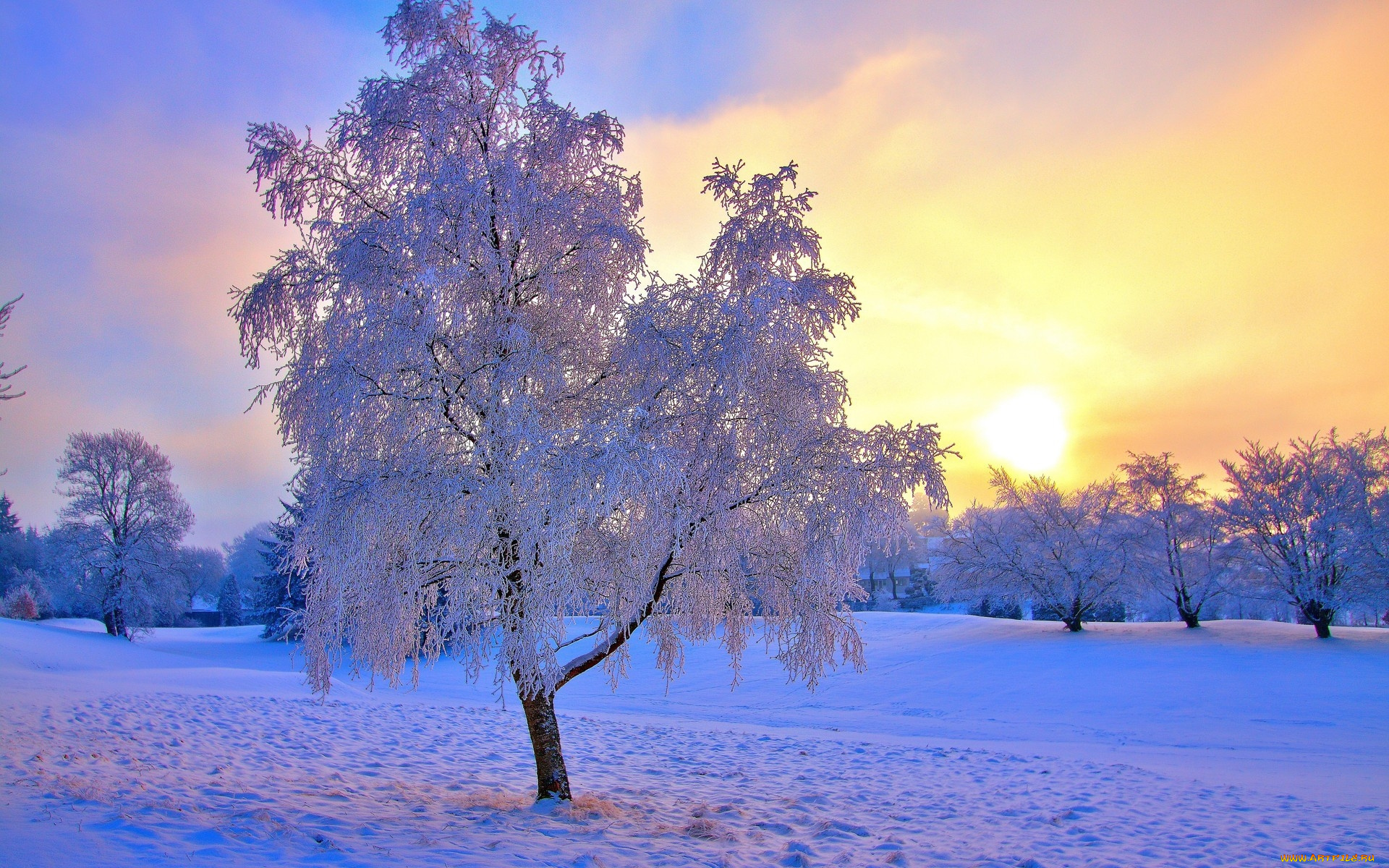 природа, зима, закат, иней, снег, деревья