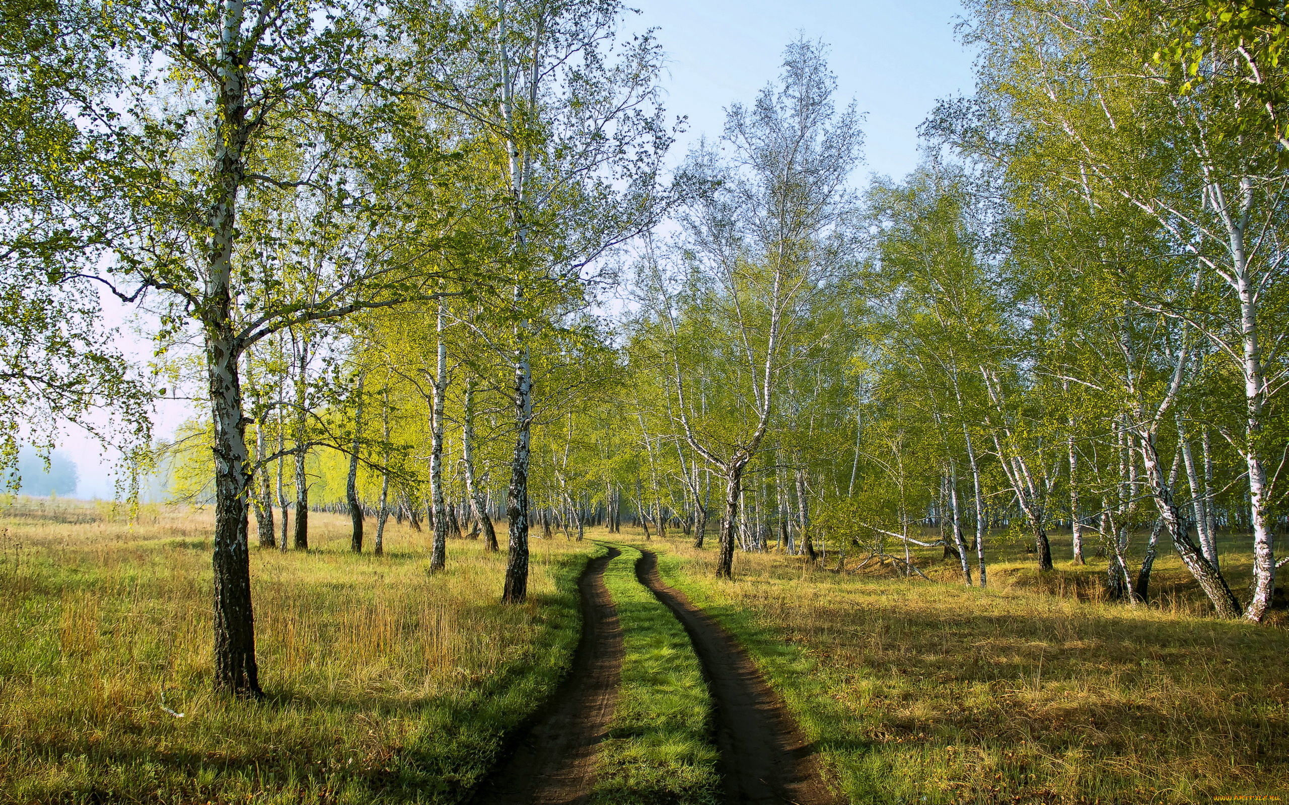 природа, дороги, лето, березы, дорога