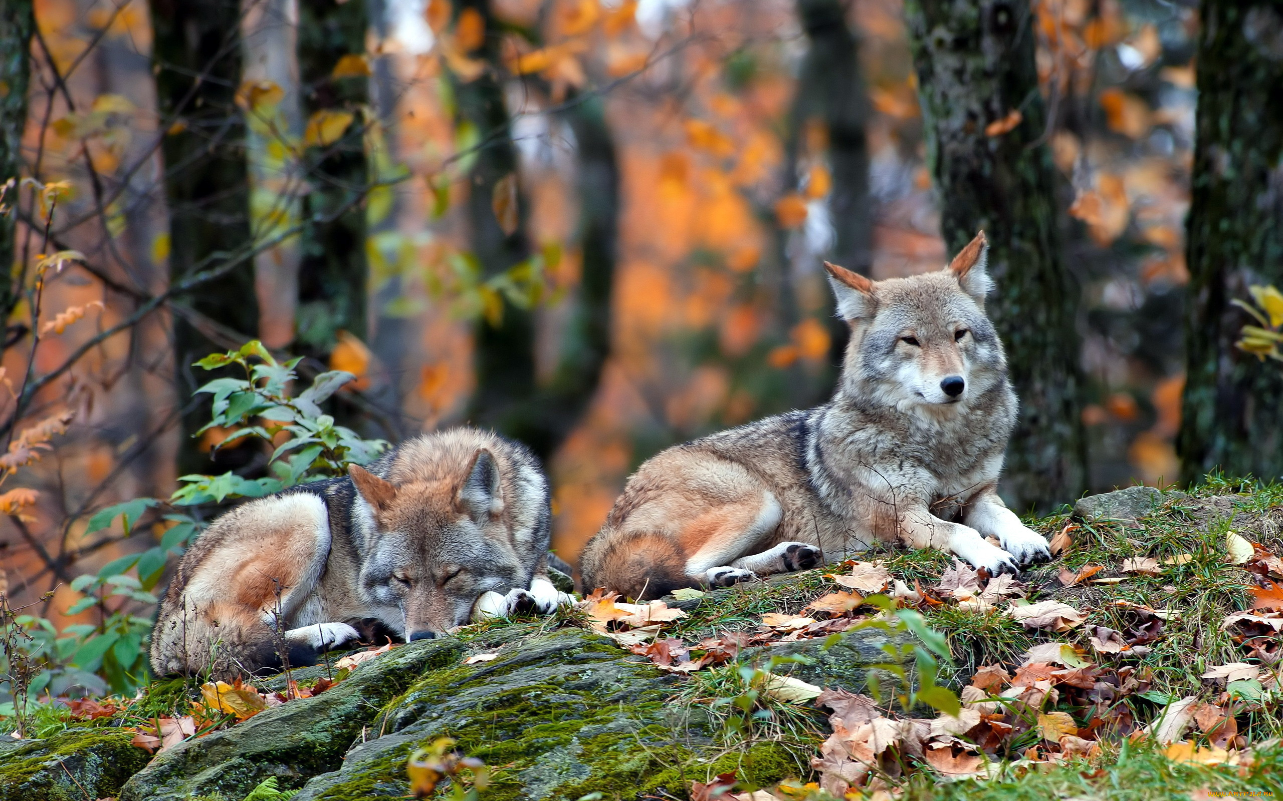 животные, волки, природа, лес, coyote