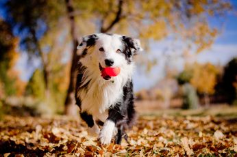 обоя животные, собаки, настроение, осень, листья, мячик, бордер-колли