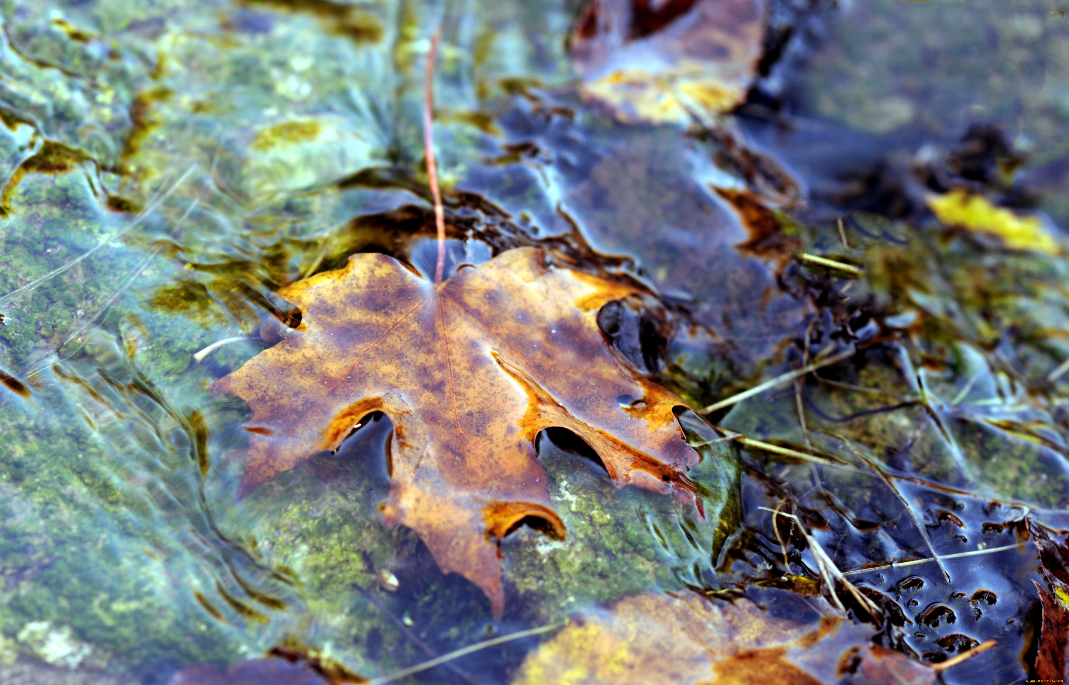 природа, листья, вода, осень, клен