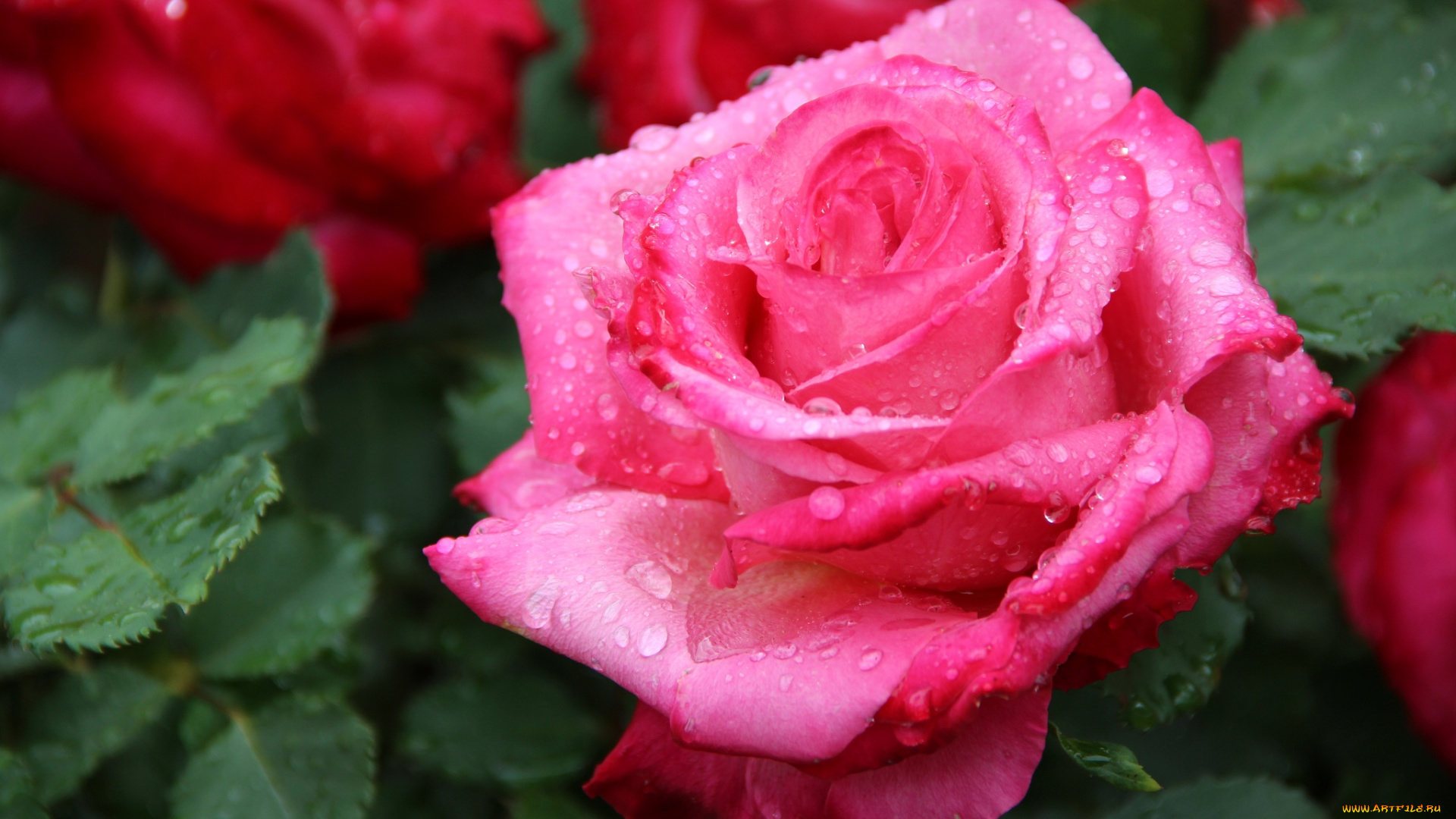 цветы, розы, розовый, капли