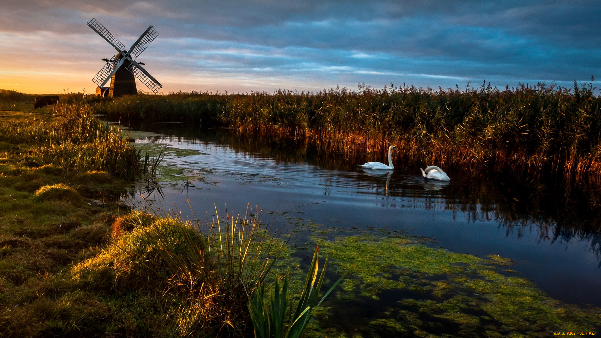 herringfleet, suffolk, england, животные, лебеди, херрингфлит, саффолк, англия, мельница, речка, камыши