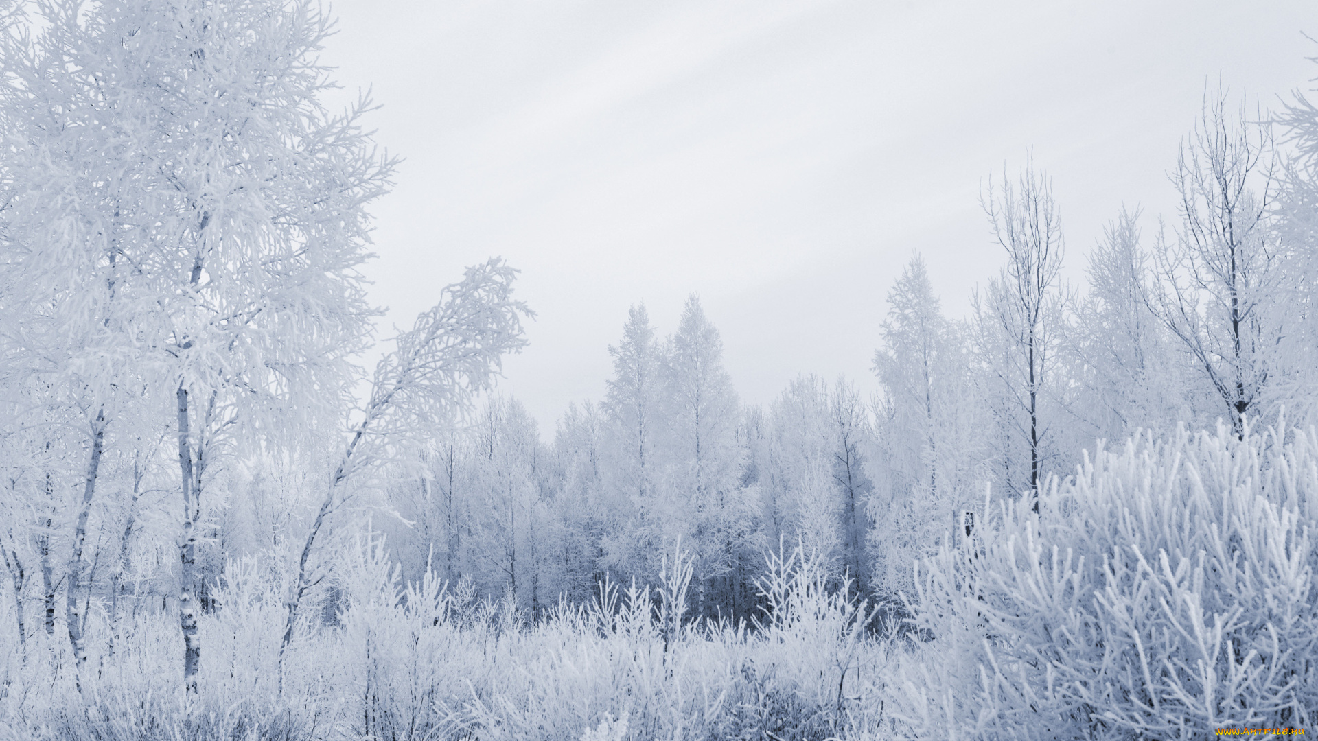 природа, зима, иней, деревья, снег