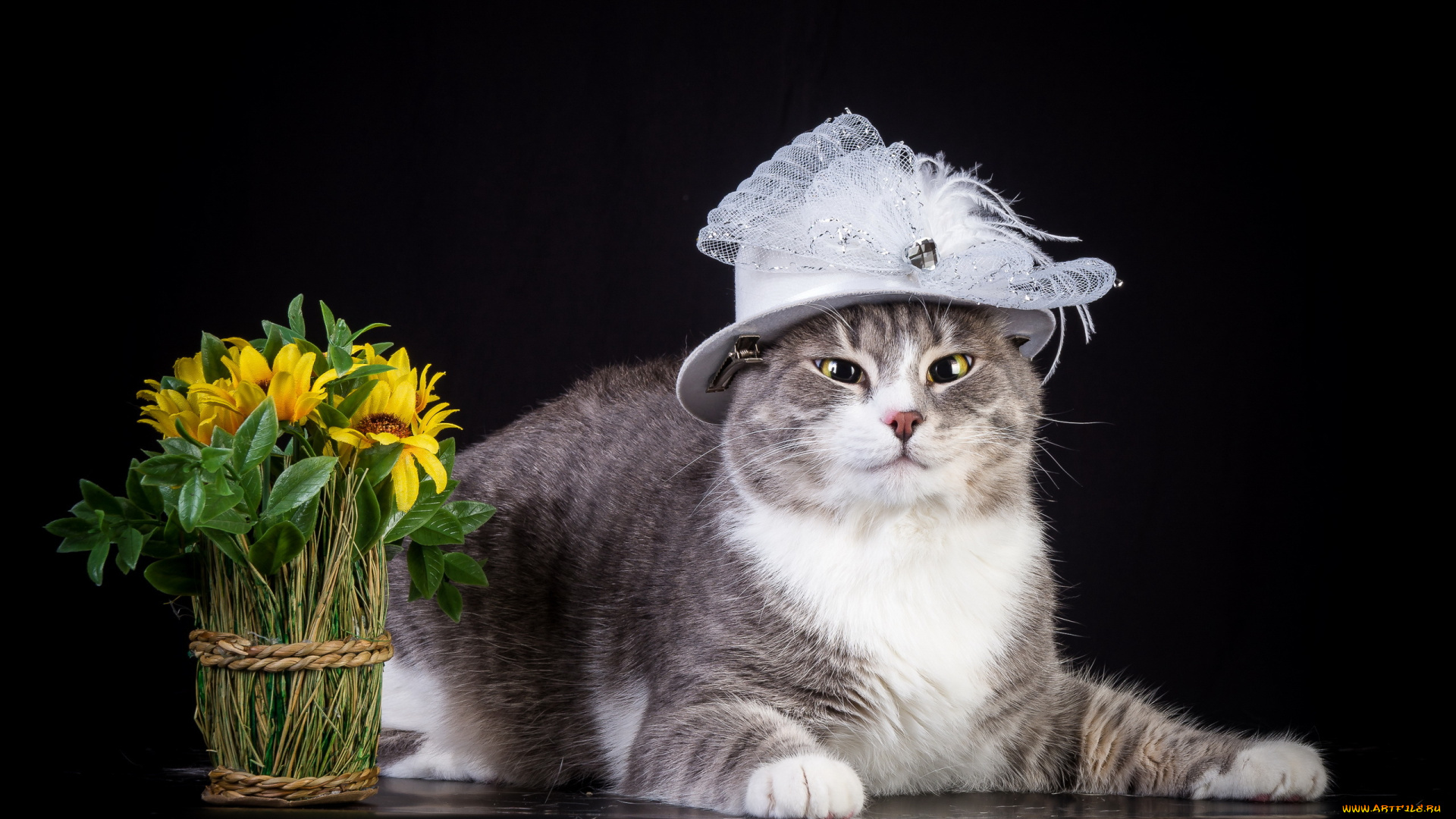 животные, коты, шляпка, цветы