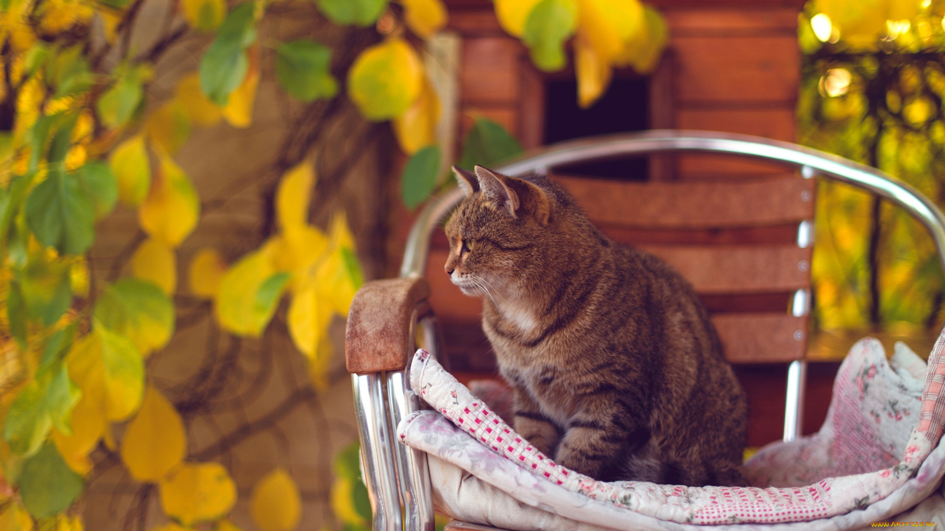животные, коты, стул, листья, осень