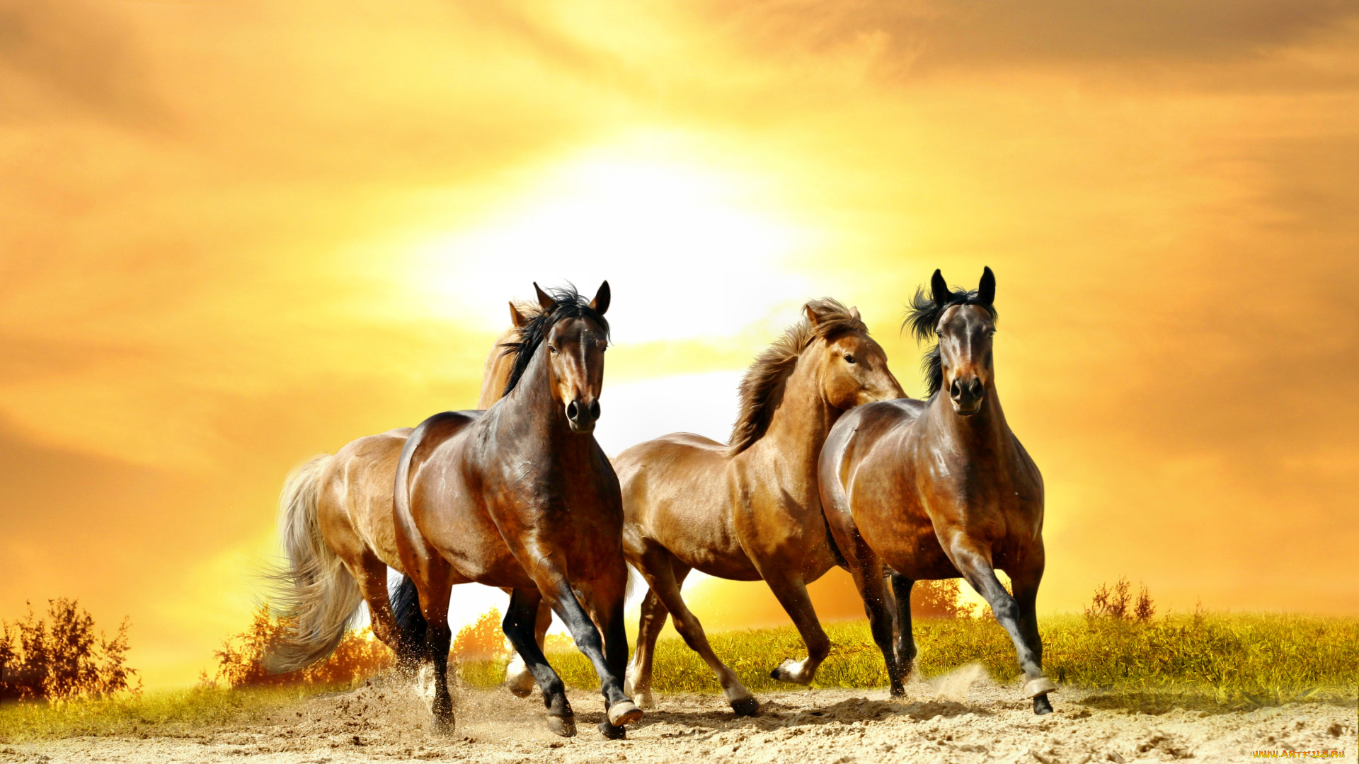 животные, лошади, трава, песок, тучи, свет, галоп