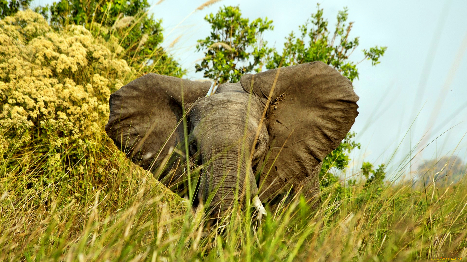 животные, слоны, саванна, трава, деревья, слон, уши