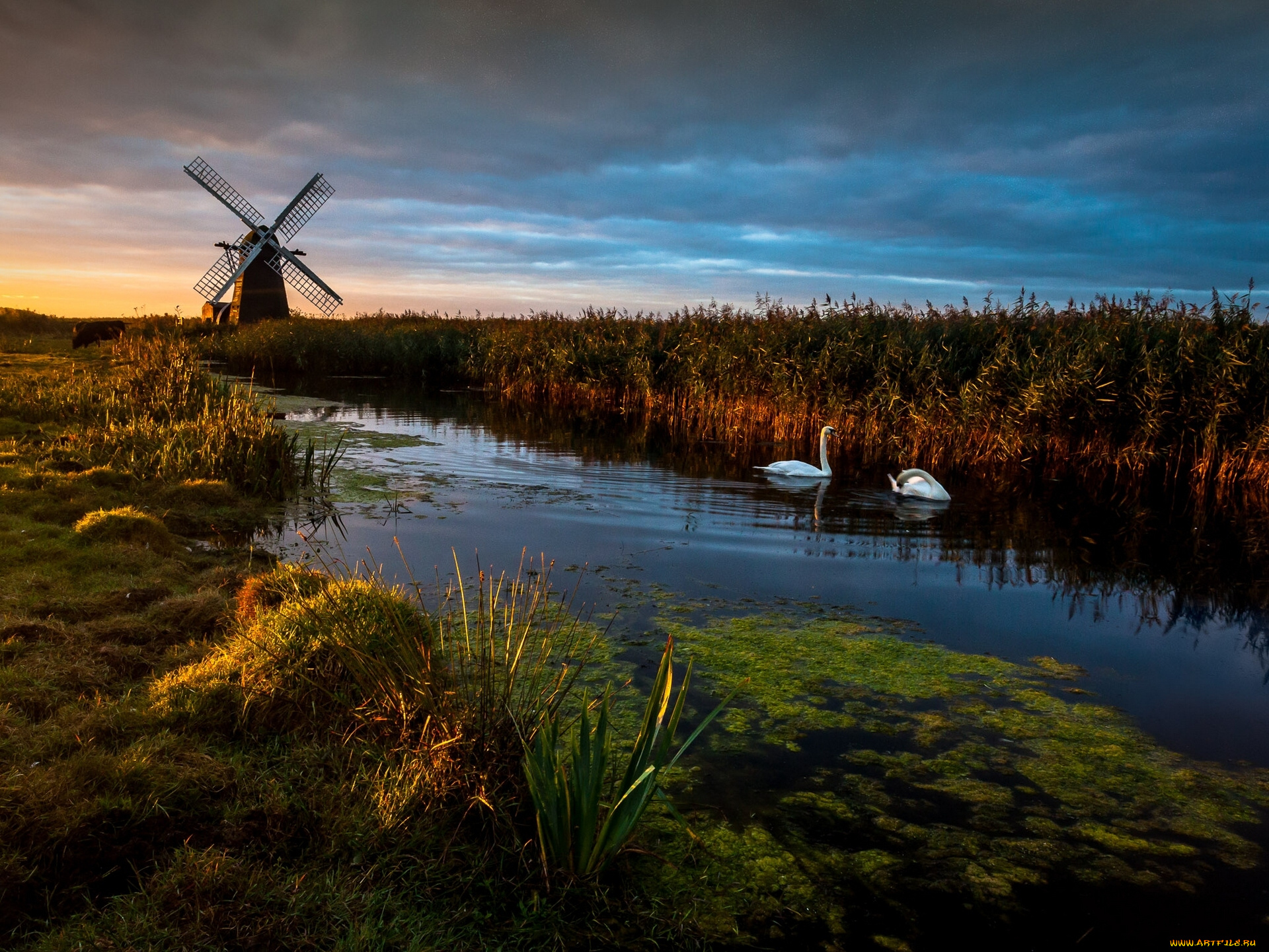 herringfleet, suffolk, england, животные, лебеди, херрингфлит, саффолк, англия, мельница, речка, камыши