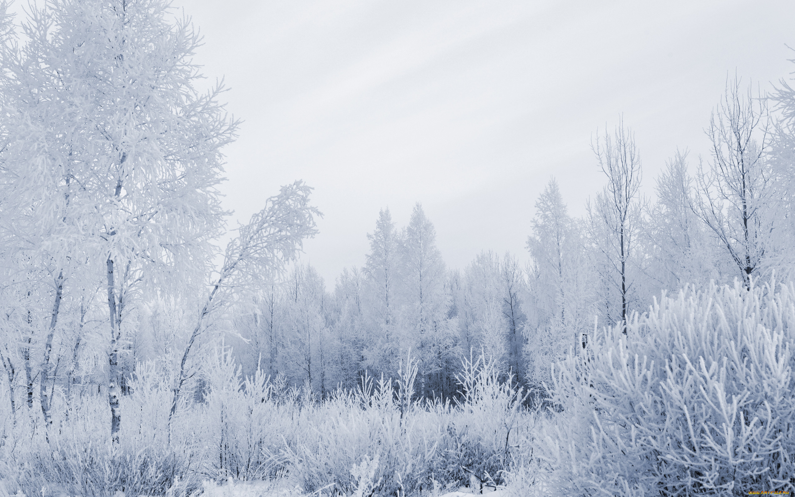 природа, зима, иней, деревья, снег