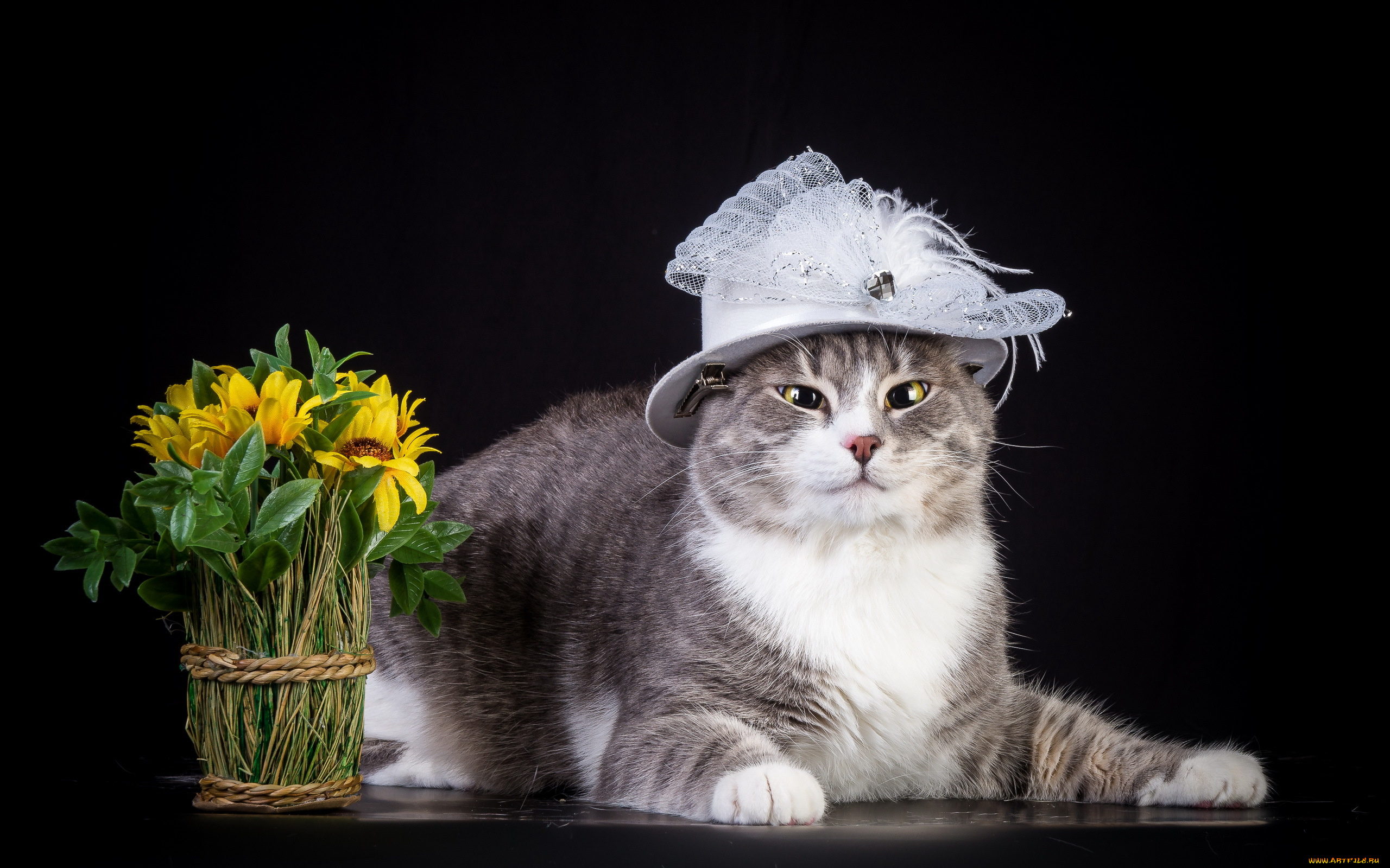 животные, коты, шляпка, цветы