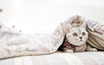 Картинка животные коты одеяло