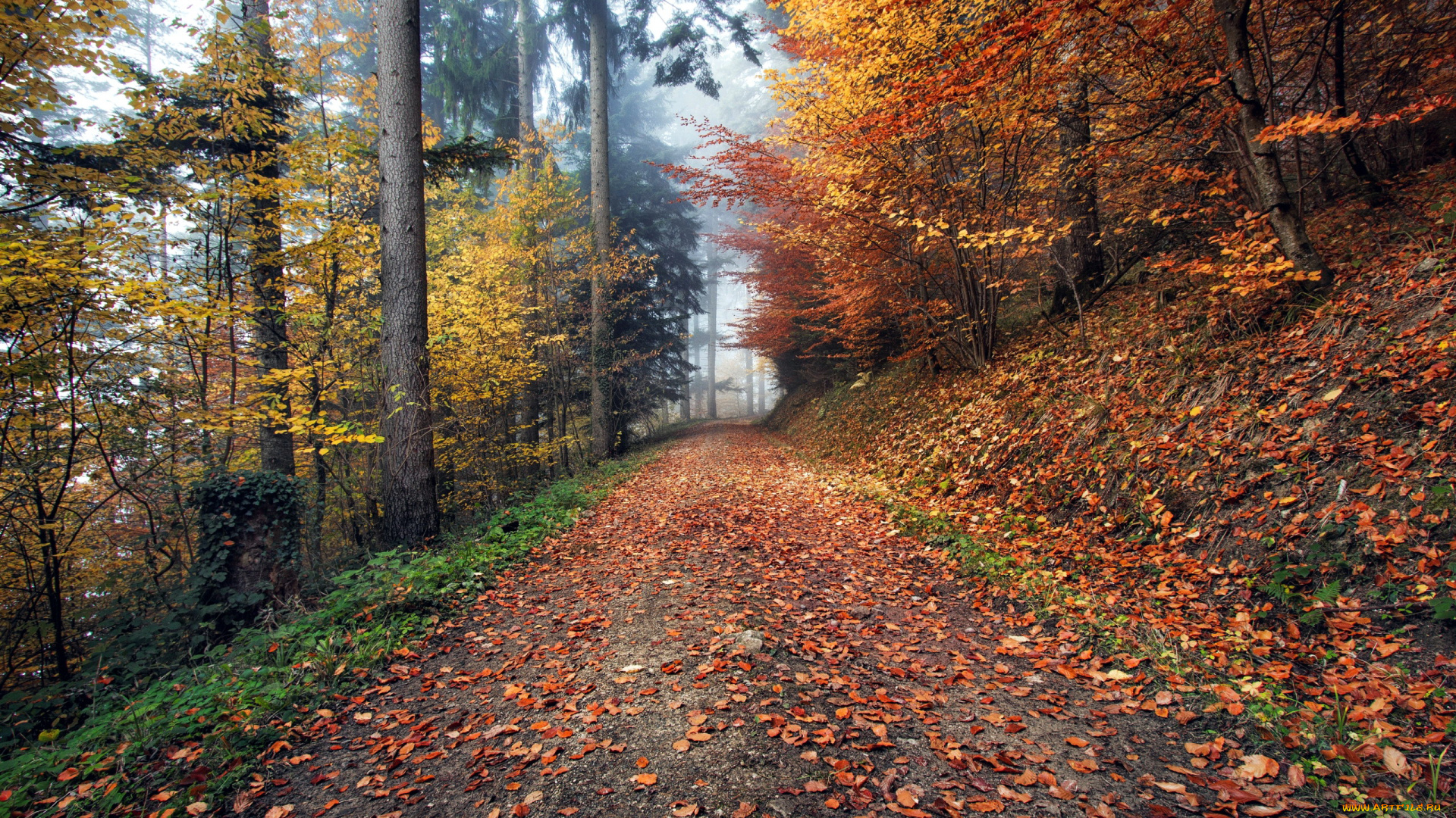 природа, дороги, листопад, осень, дорога, лесная