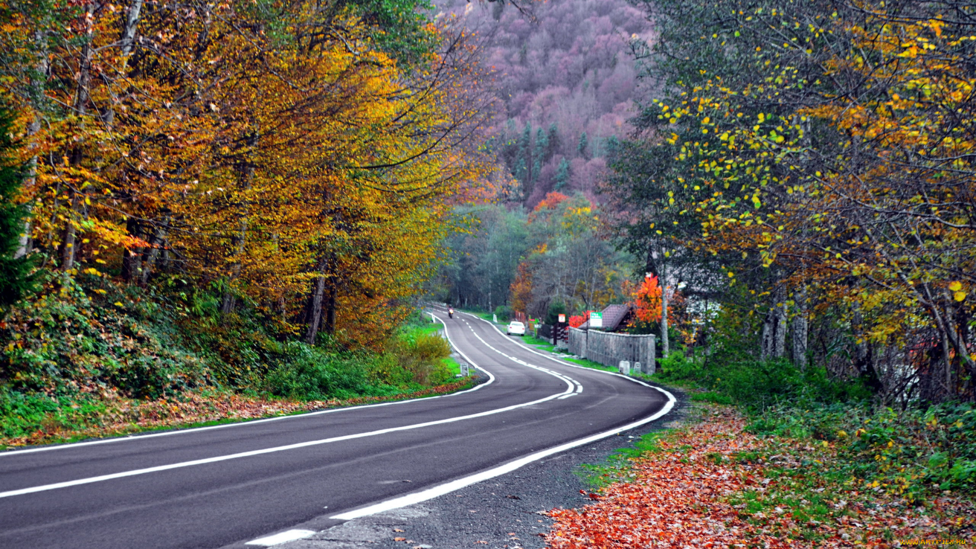 природа, дороги, листопад, осень, поворот, шоссе