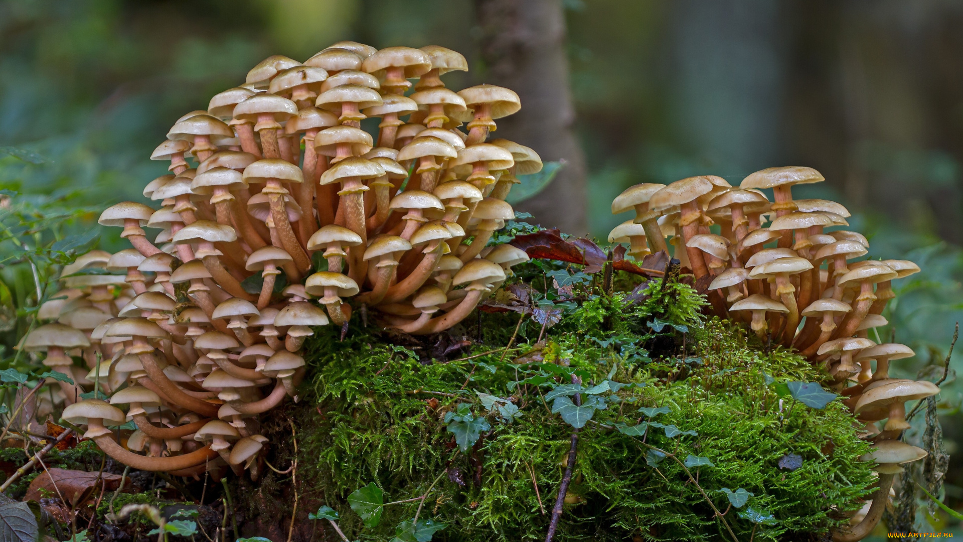 природа, грибы, mushroom