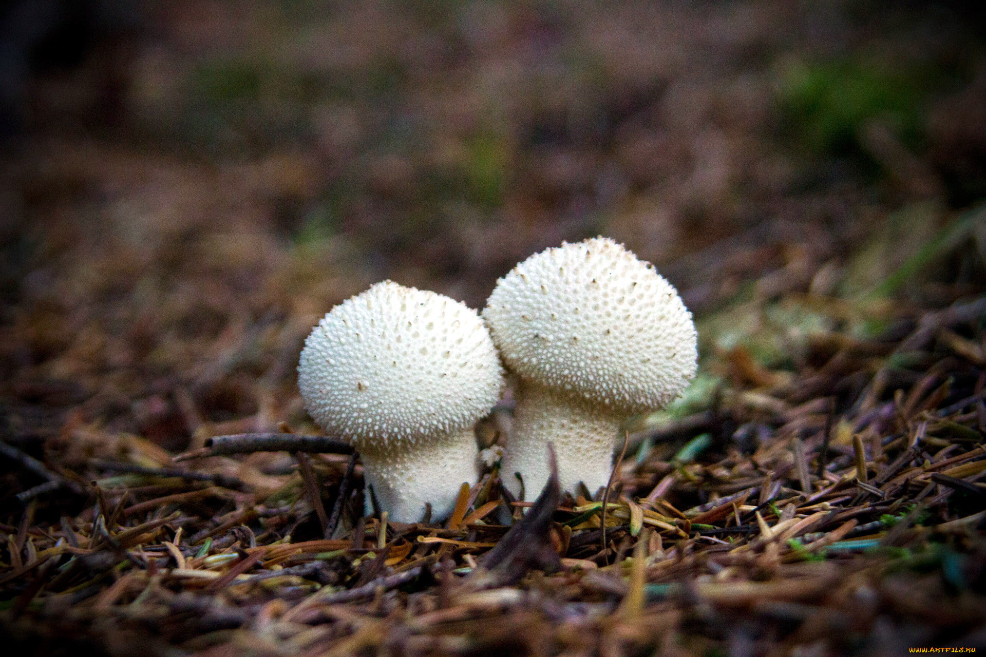 природа, грибы, дождевики