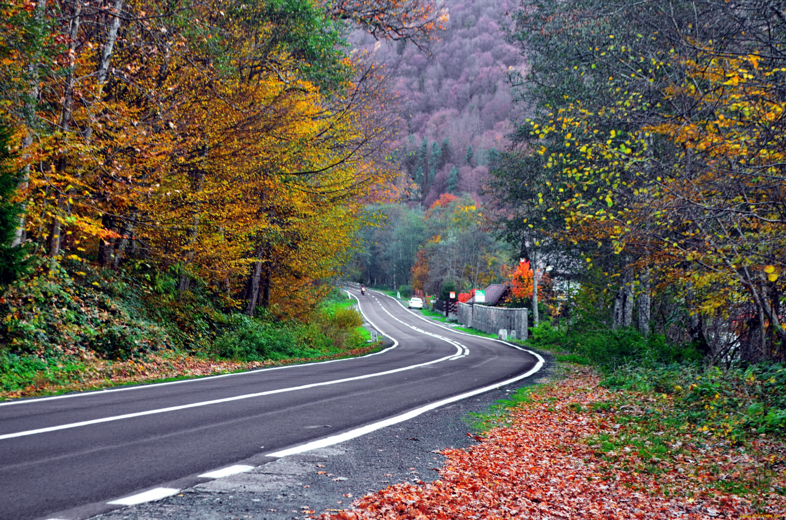 природа, дороги, листопад, осень, поворот, шоссе